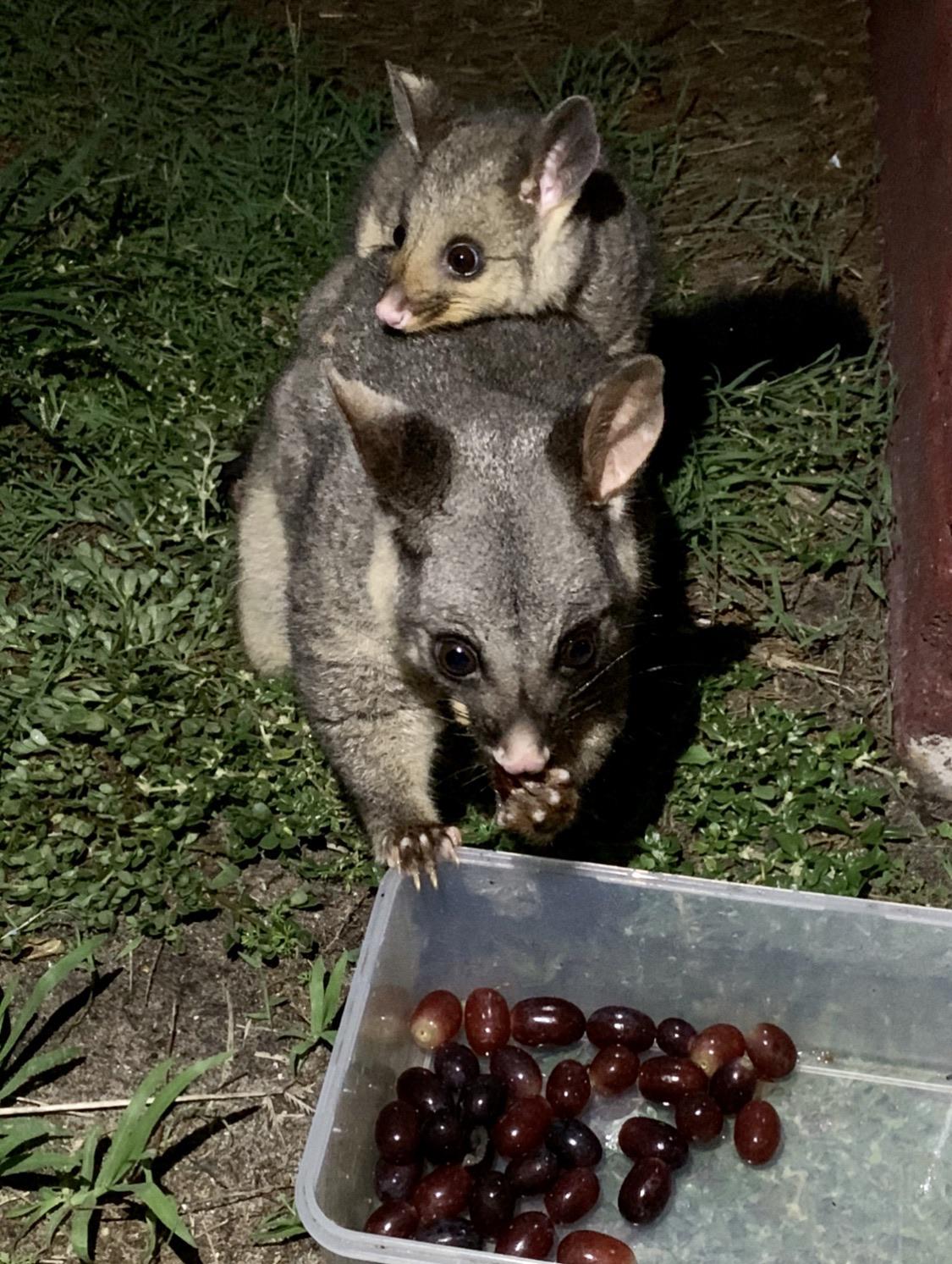 The possums that live in my roof have my pets. r/pics