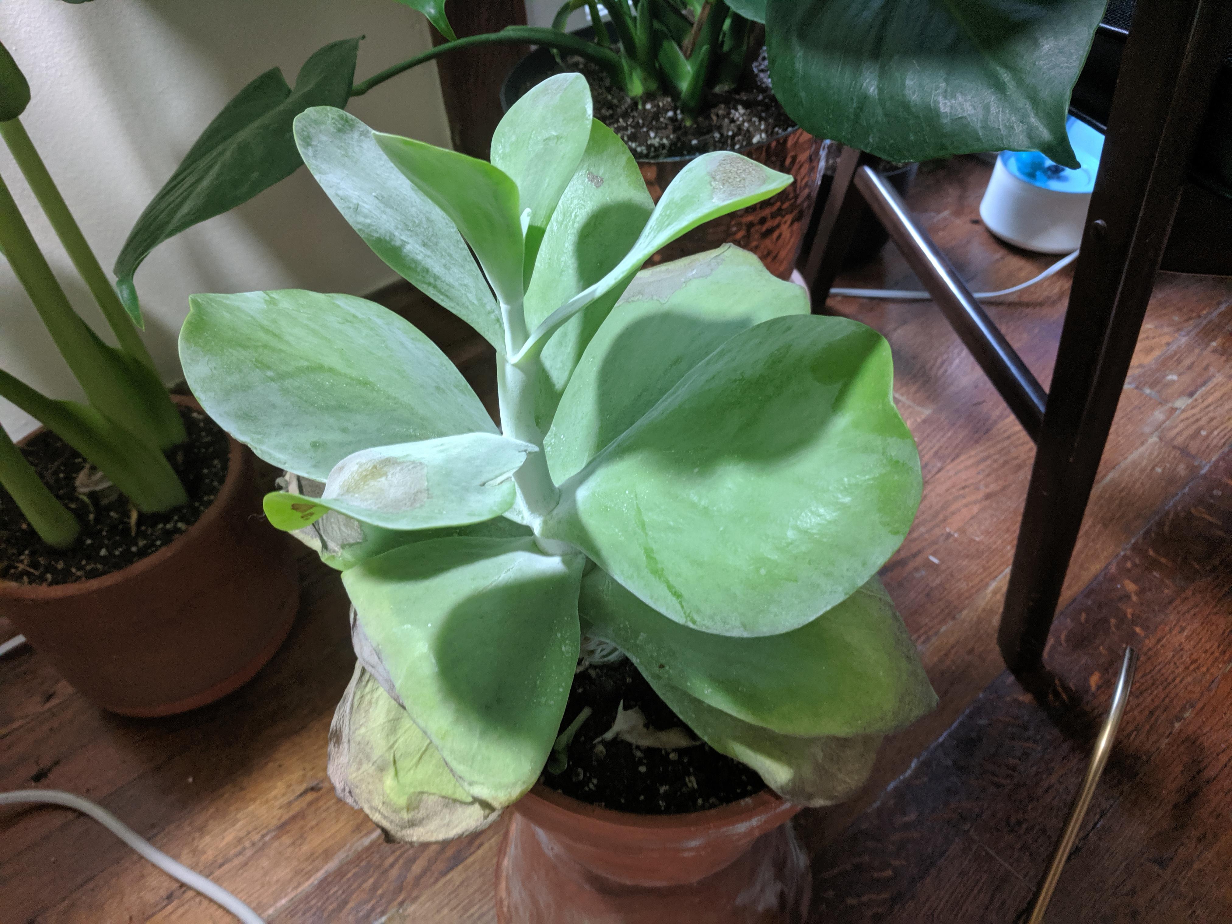 Dying paddle plant... Please help! r/plantclinic