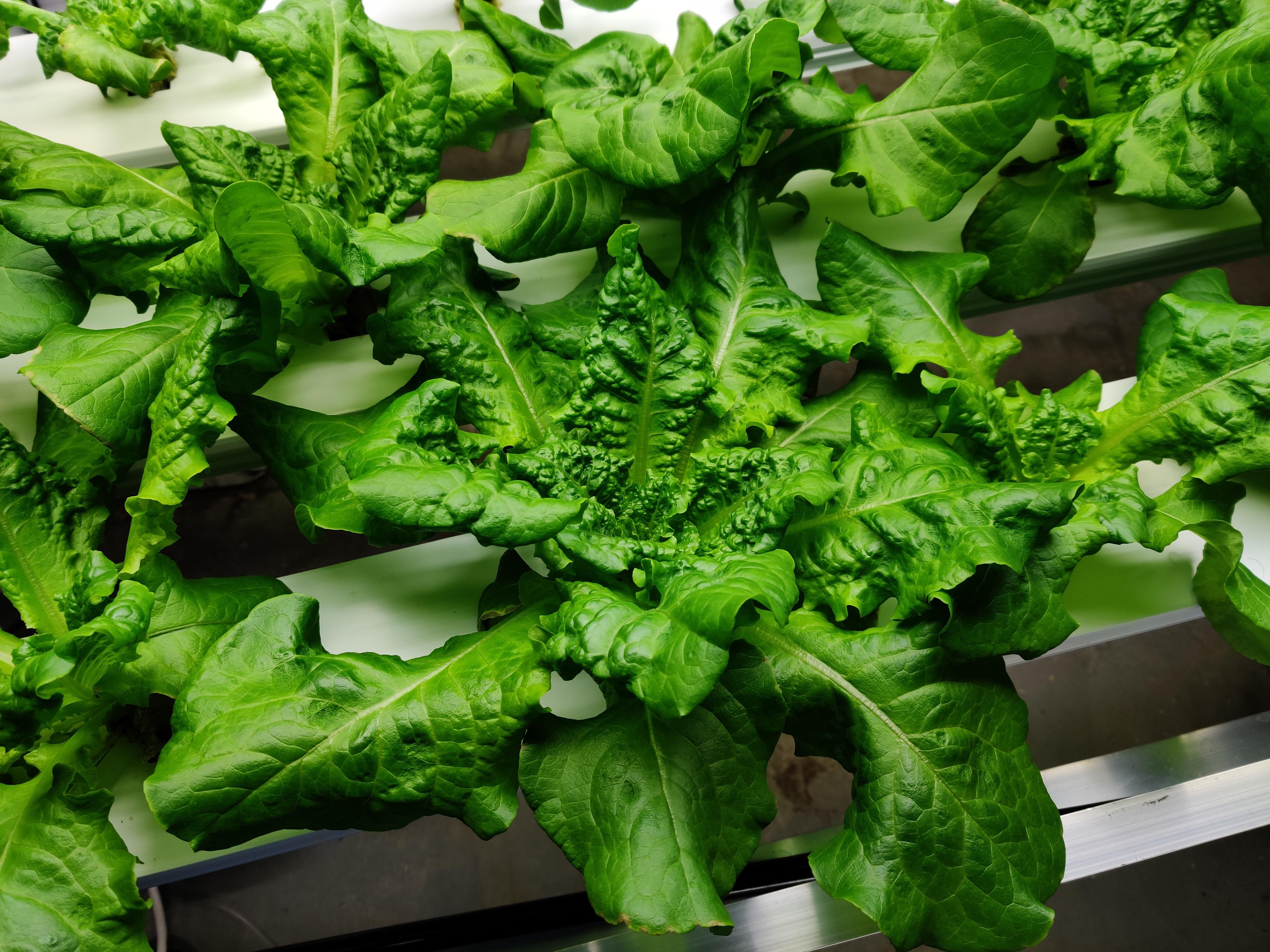 How much longer should I wait to harvest this buttercrunch lettuce? r