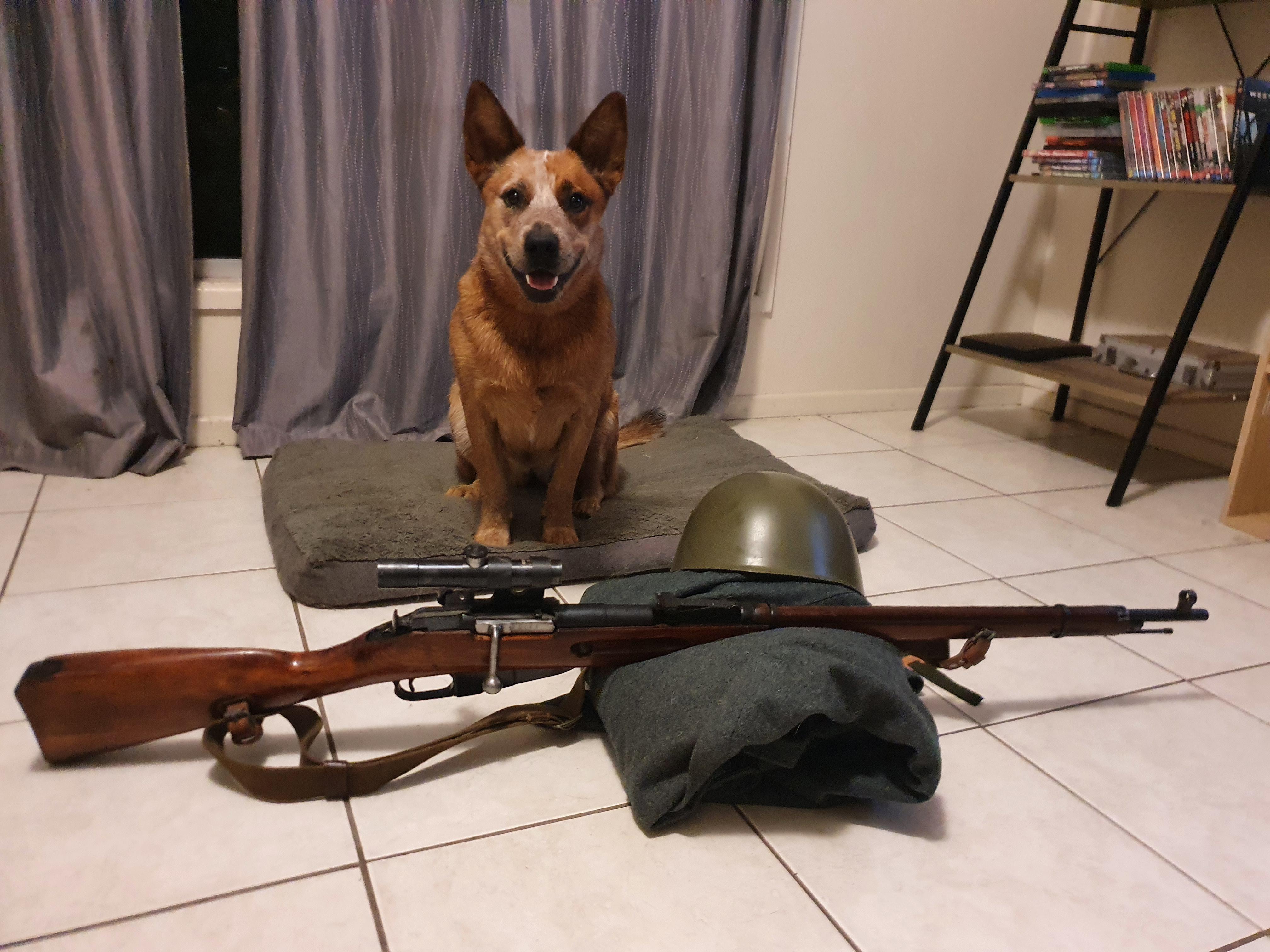 Our favourite picture of our dog. r/guns