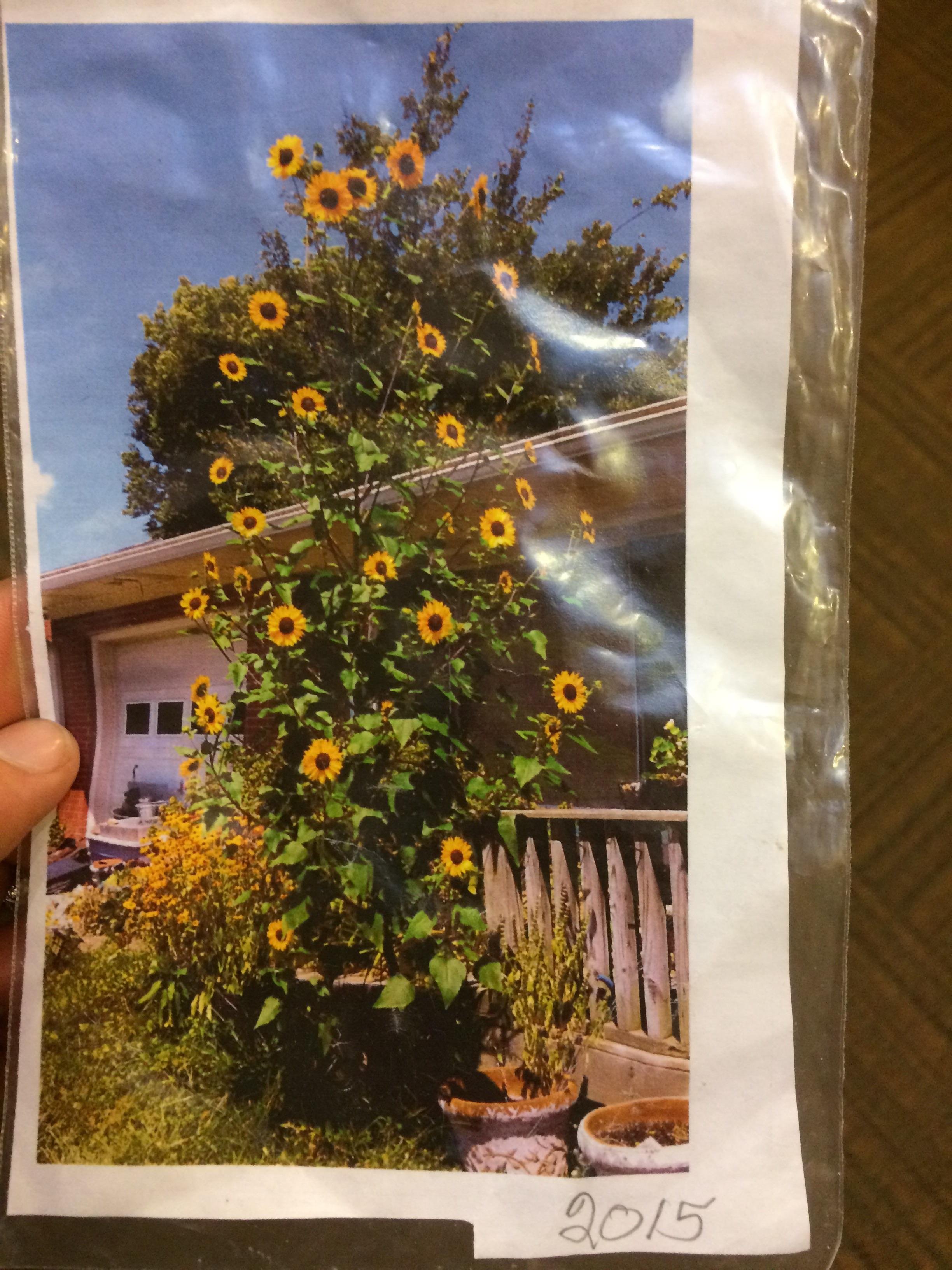 What type of sunflower is this? Zone 6b r/whatsthisplant