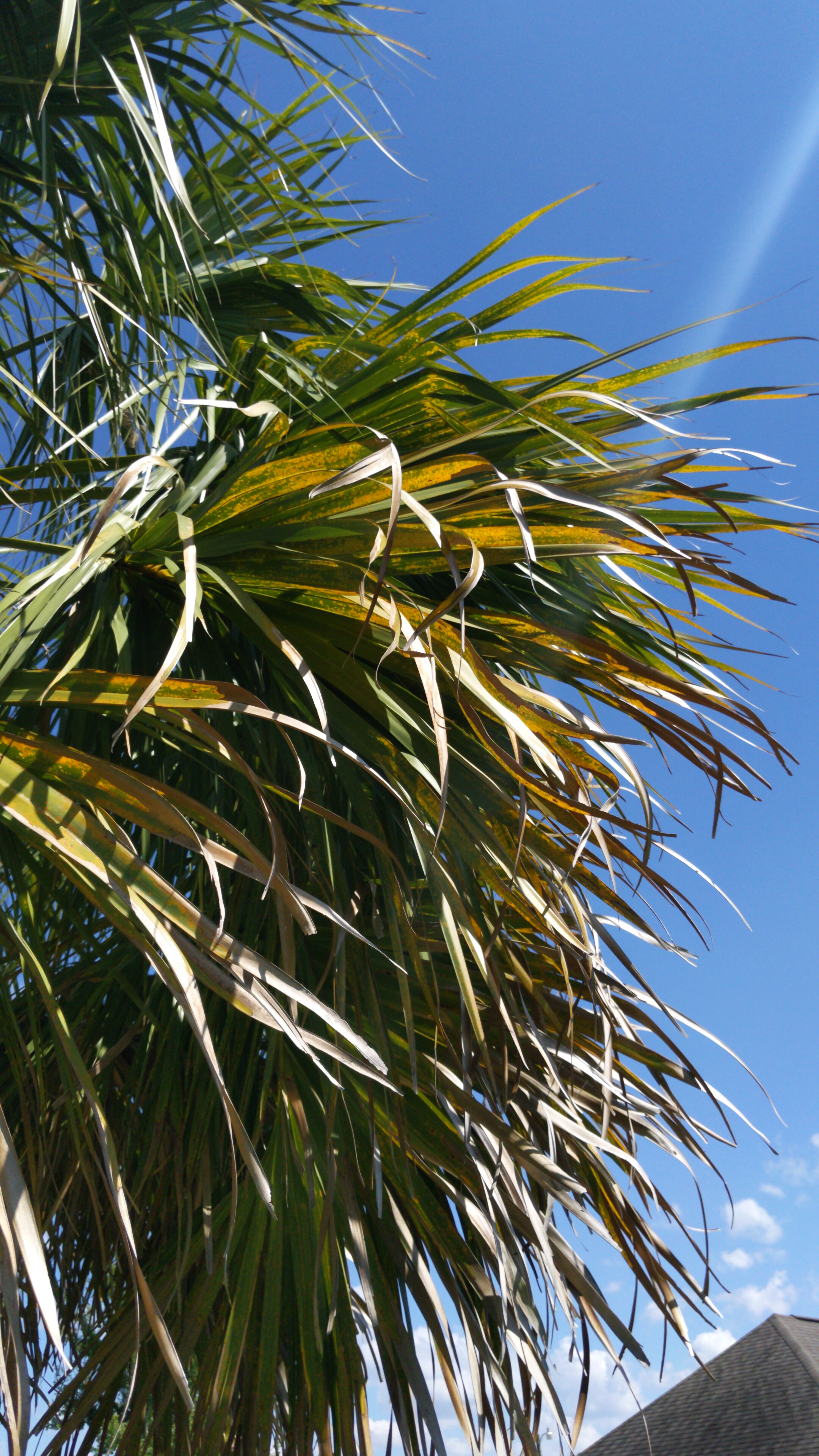 What's wrong with my palm tree? K deficiency or Mg deficiency? r