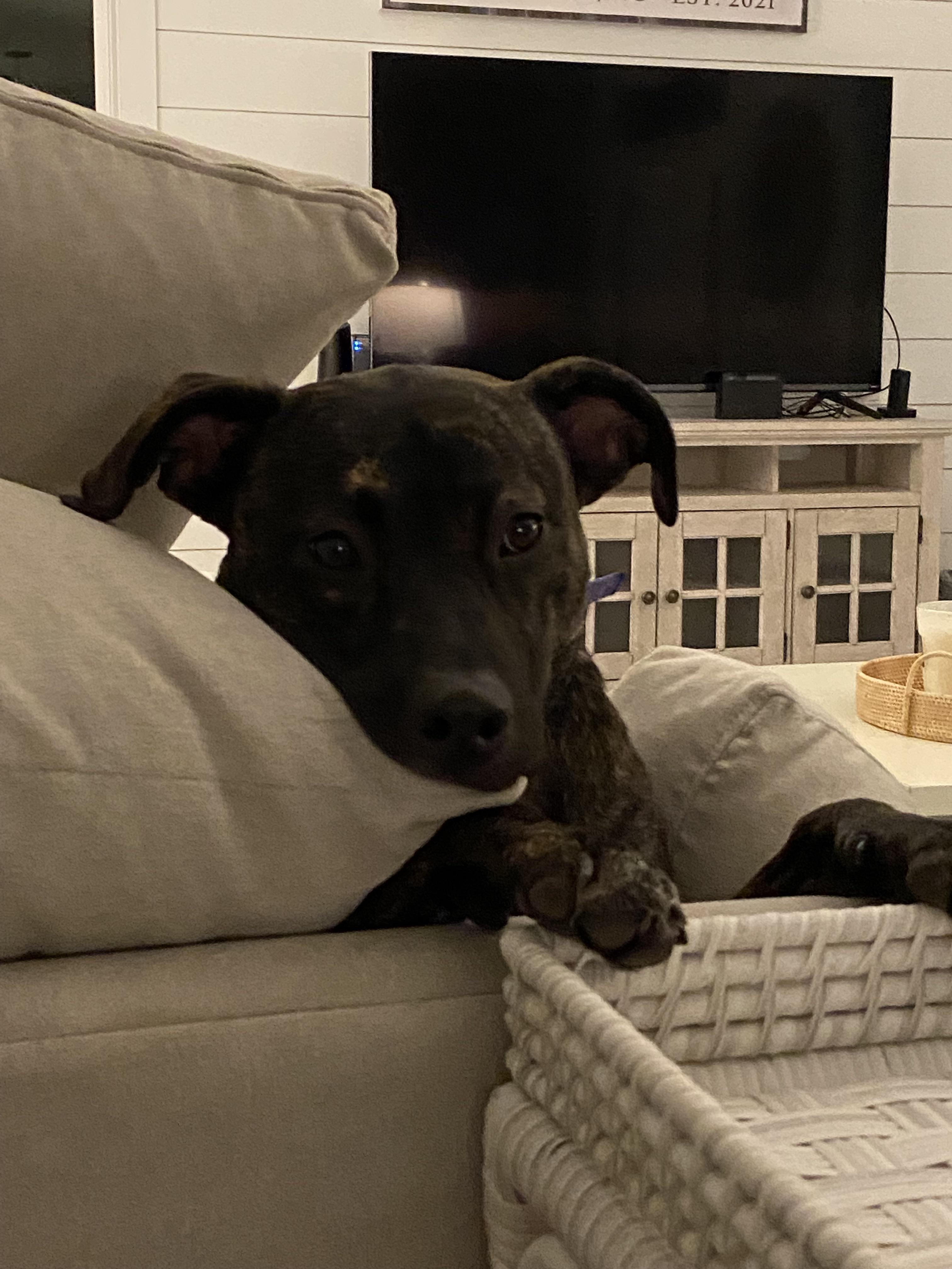 My dog is eye bleach