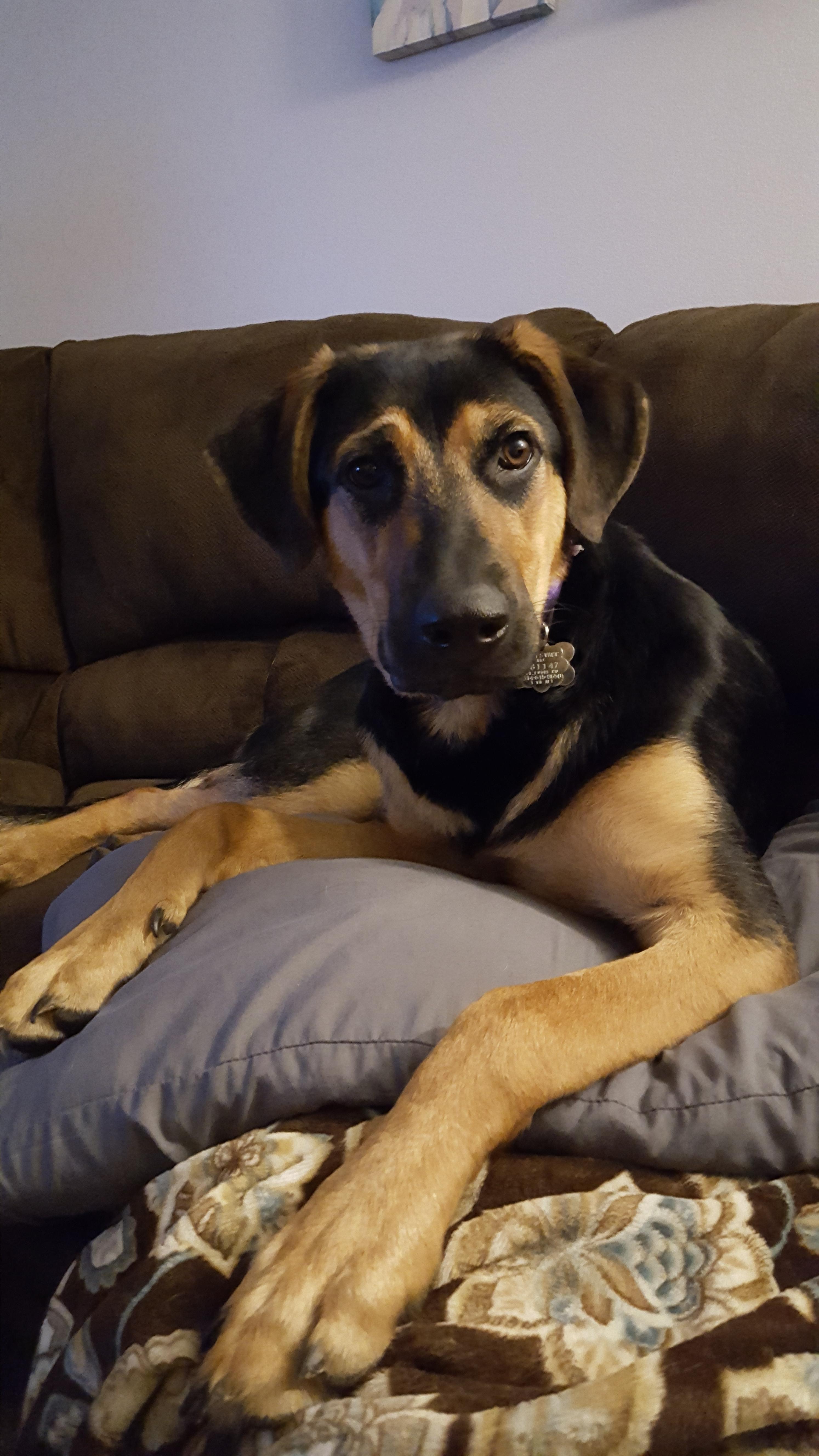 Any love for Nia, a 7 month old German shepherd Labrador mix? r