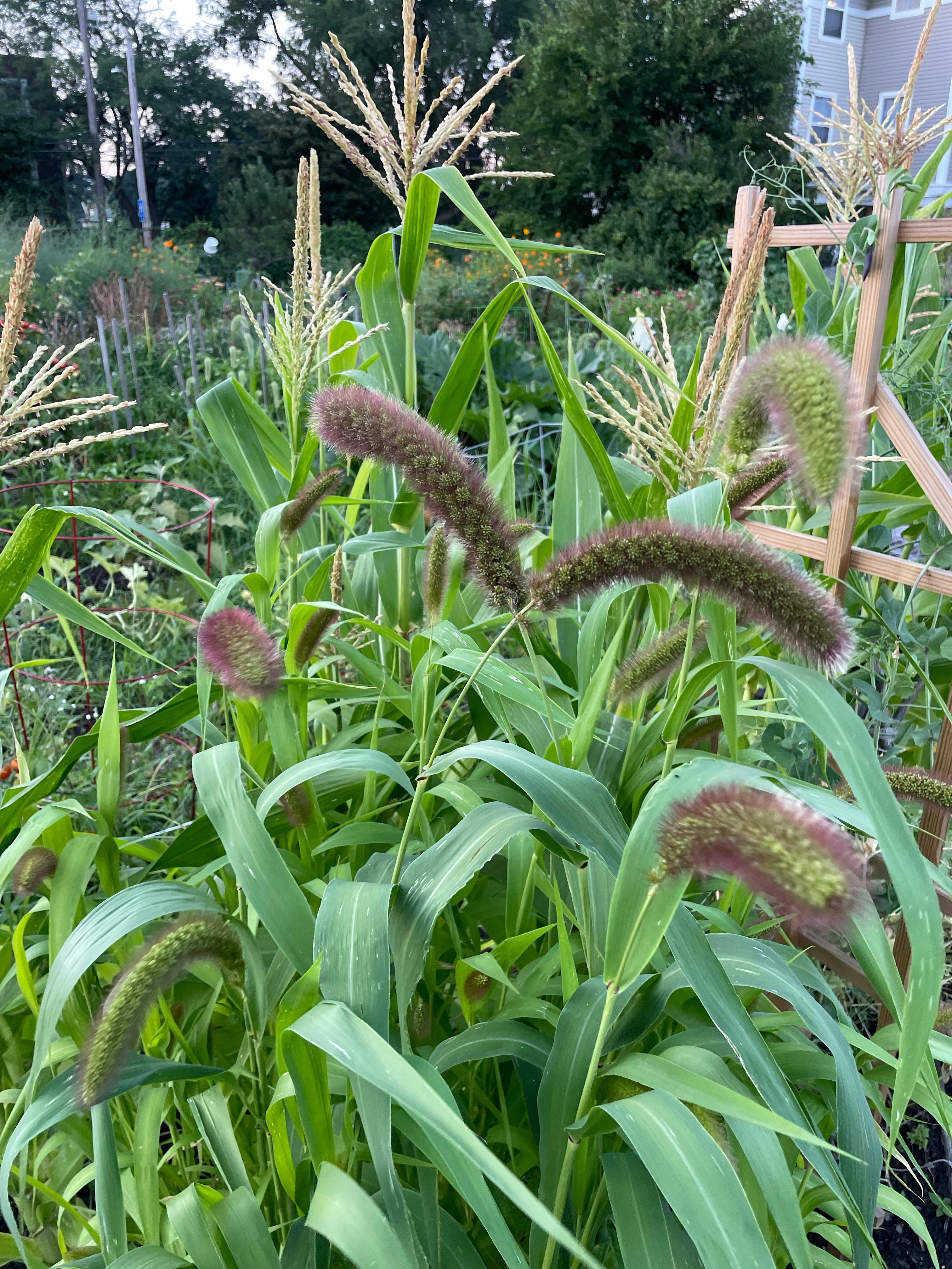 Millet in the wild! Grown by me! r/budgies
