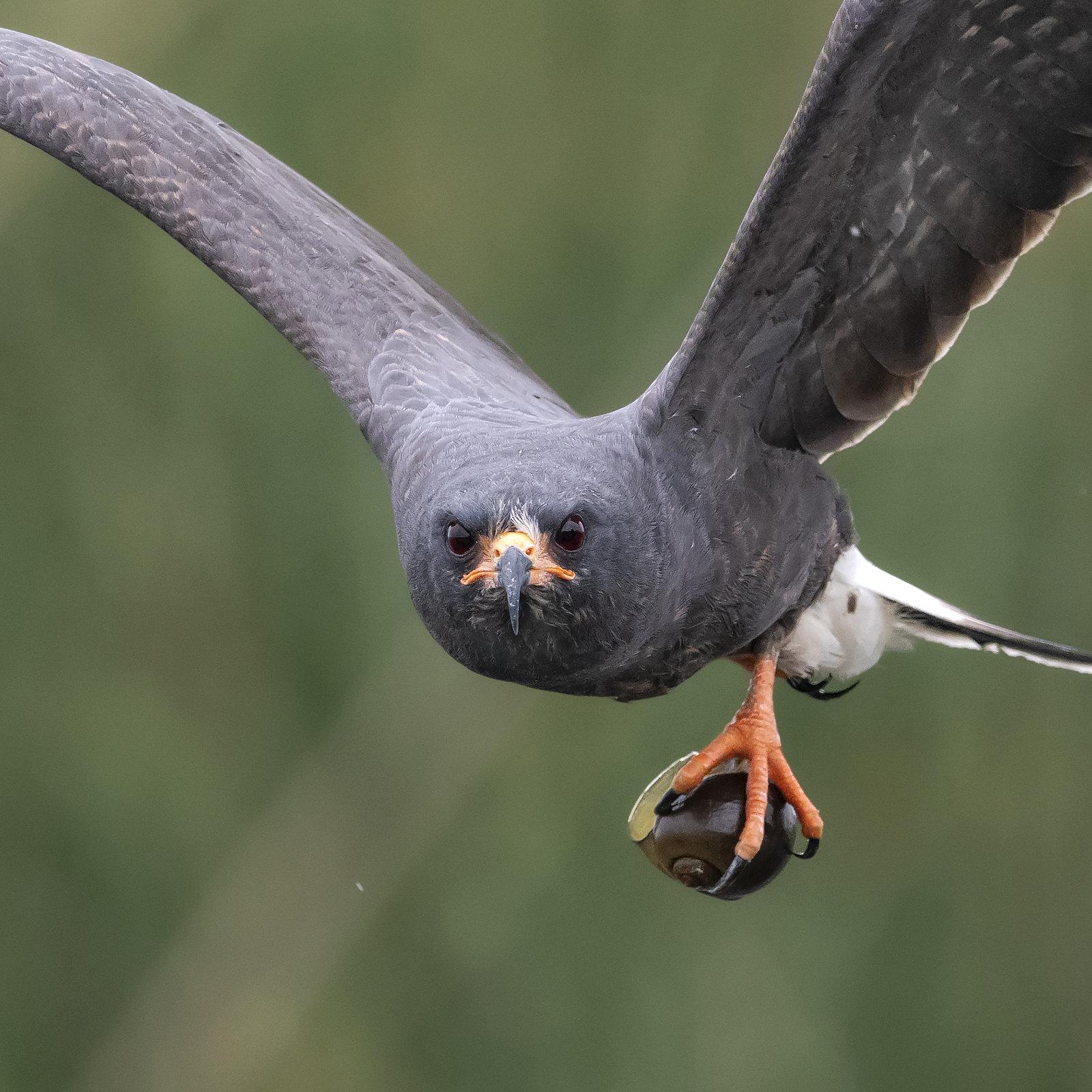 Snail Kite carrying its prey r/badassanimals