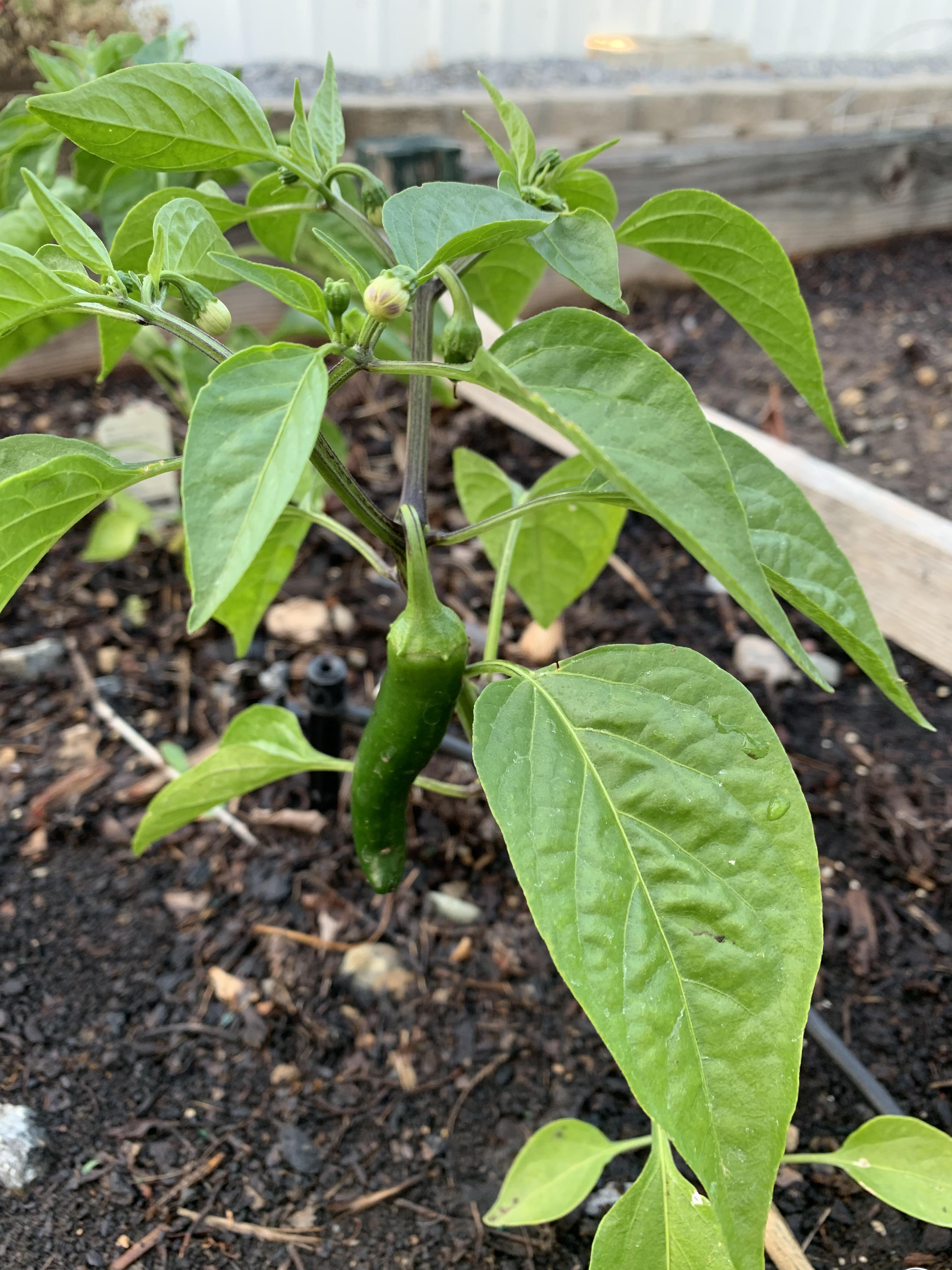 My Jalapeno plant. r/plants