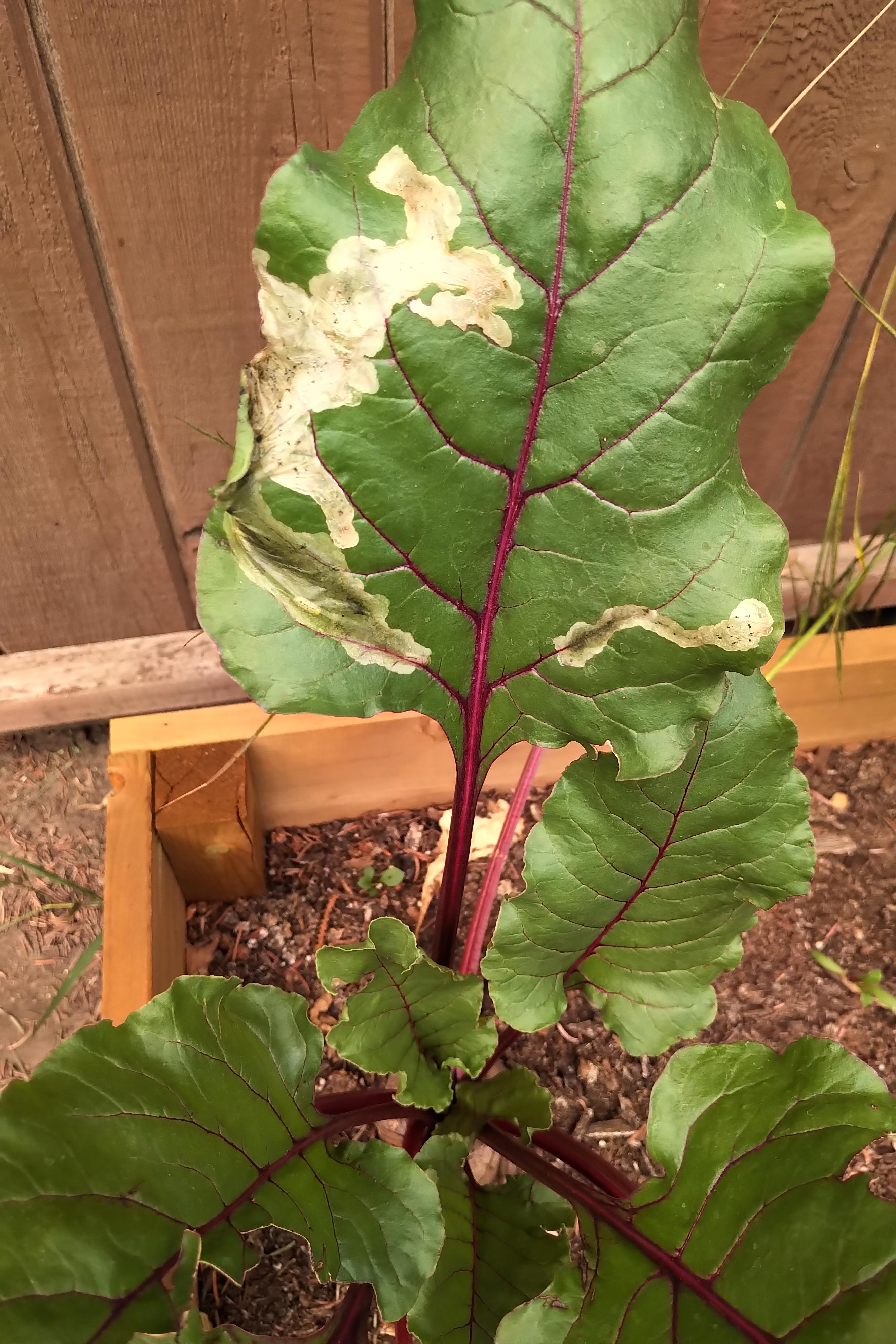 Do my beets have leaf miners or something else? r/Albertagardening