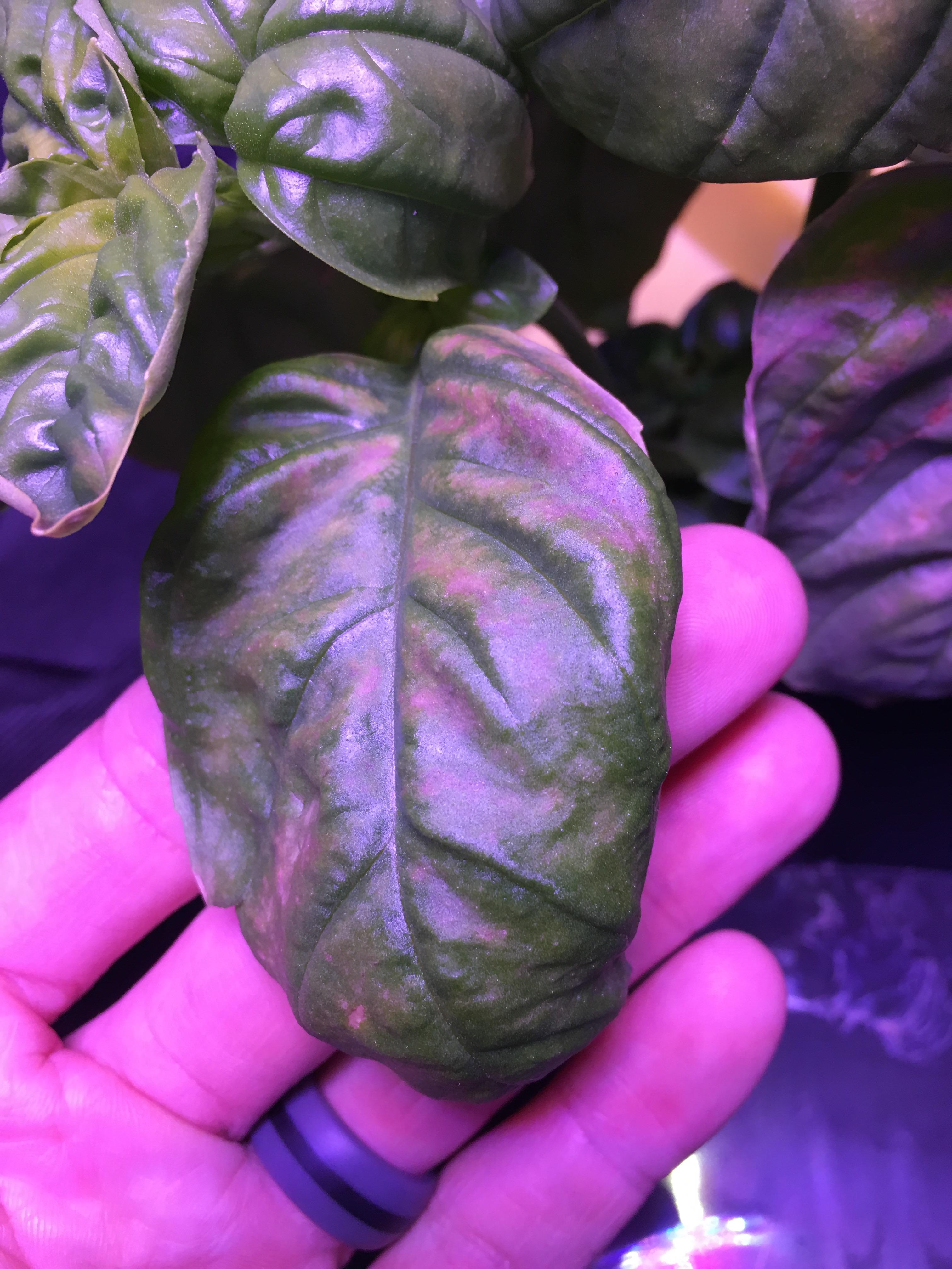 Basil Leaf 450W LED Light Burn? r/Hydroponics