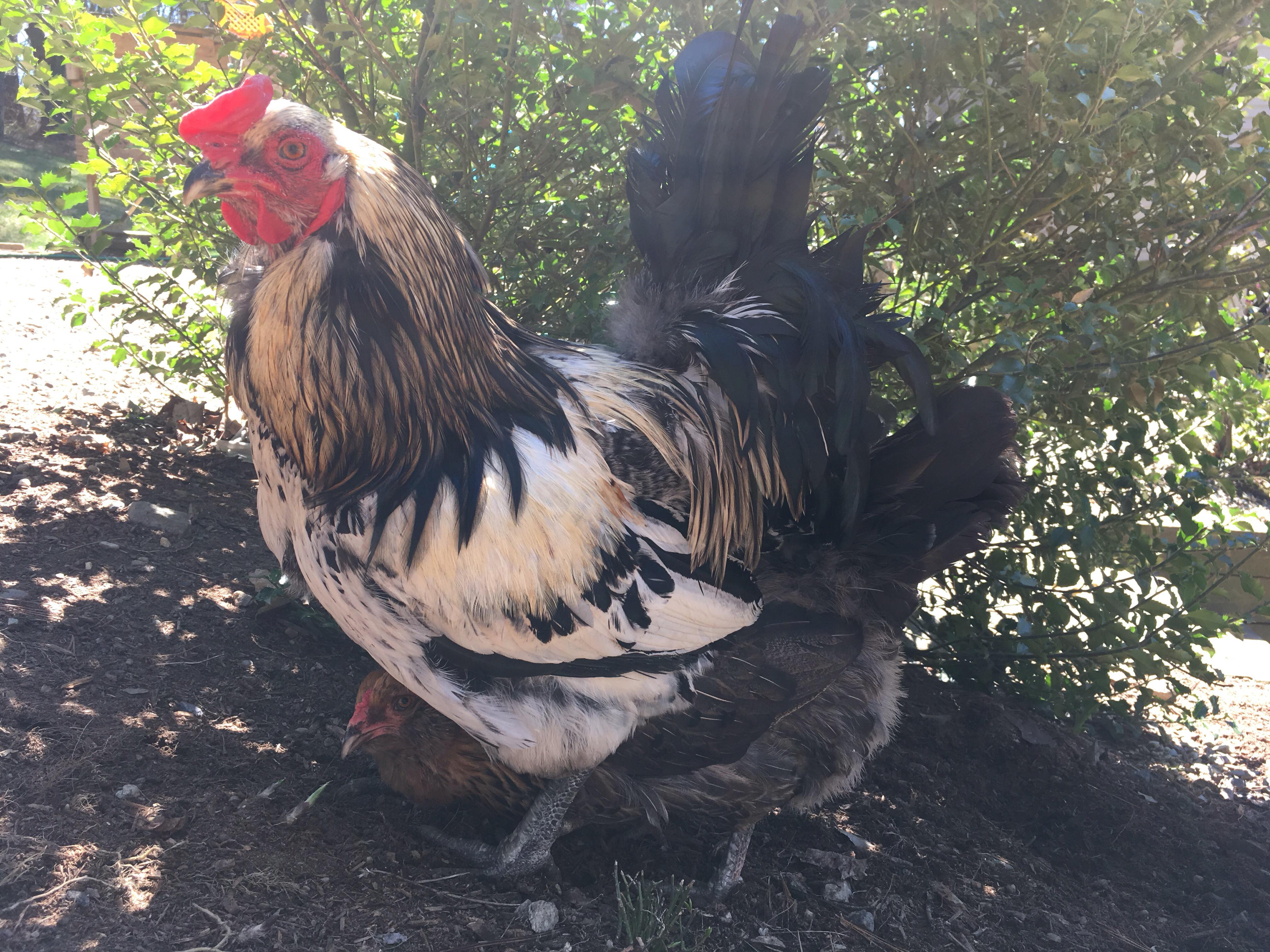 Why does my rooster sit on the hens like this? r/BackYardChickens