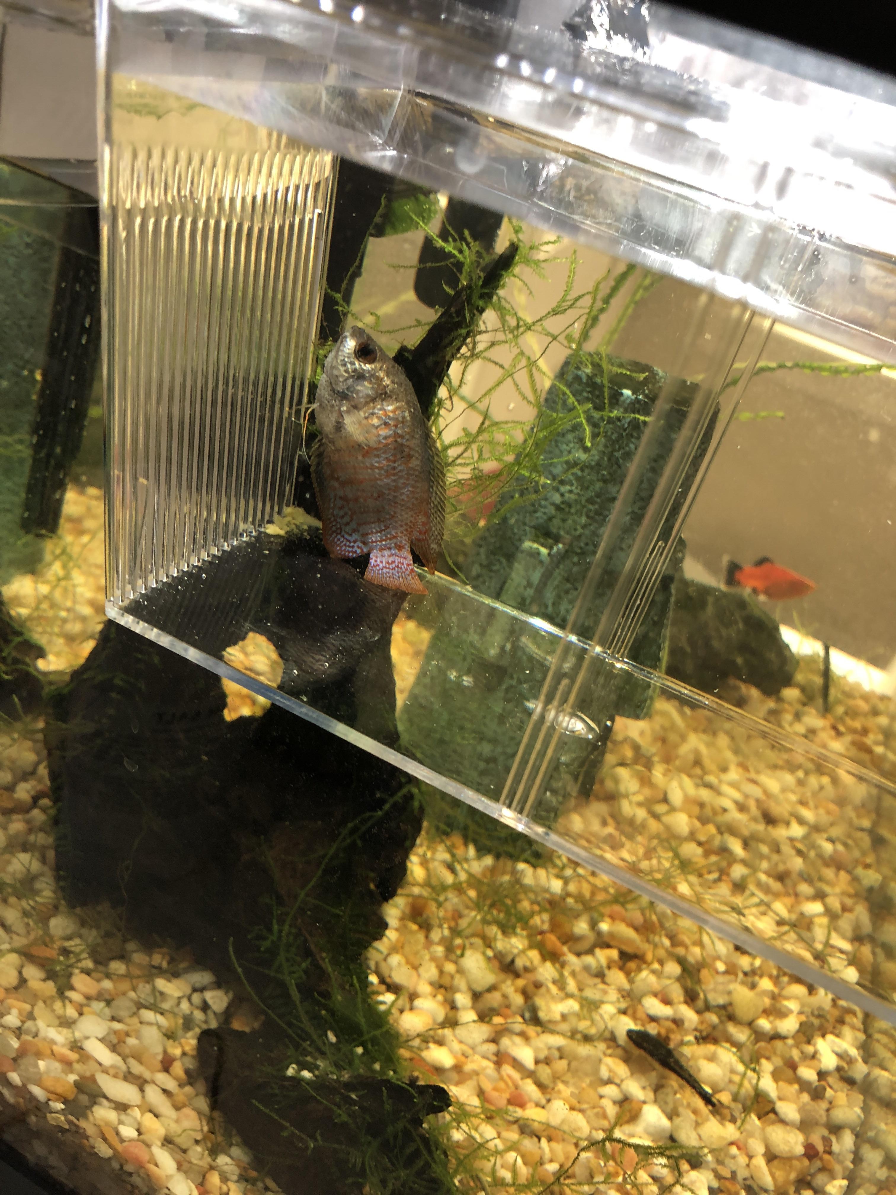 Dwarf gourami, am doing salt baths, is still not moving very much but