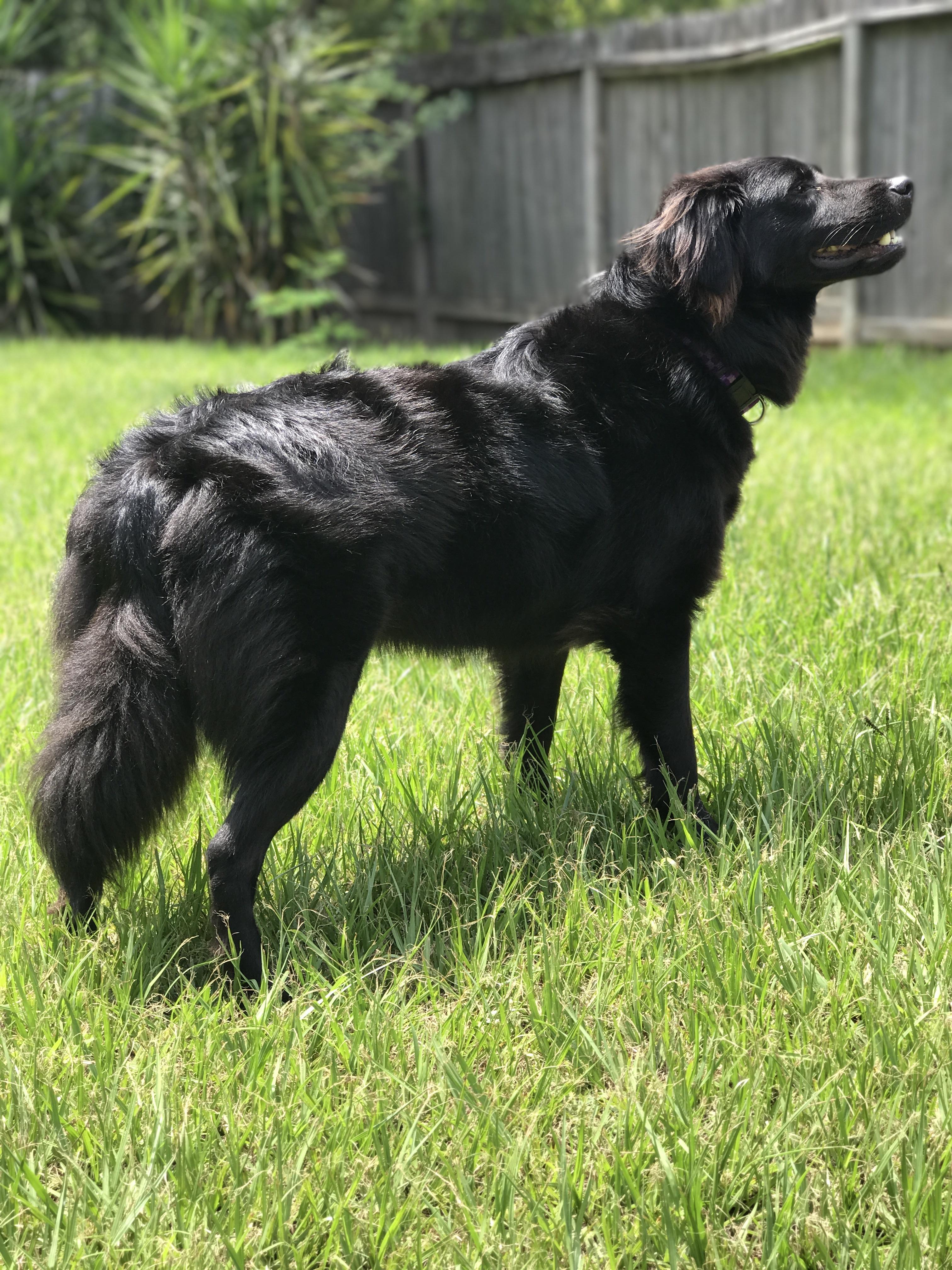 Made the adoption official! Reddit, meet my main man Marly! r/aww