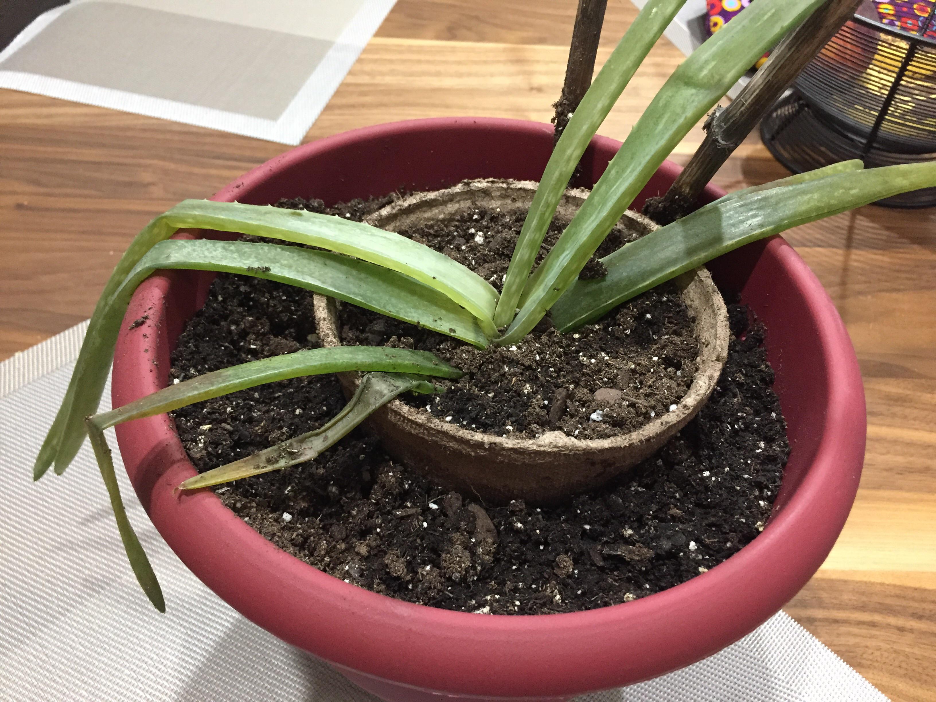 My aloe plant is dying and i don’t know how to revive it. Details in