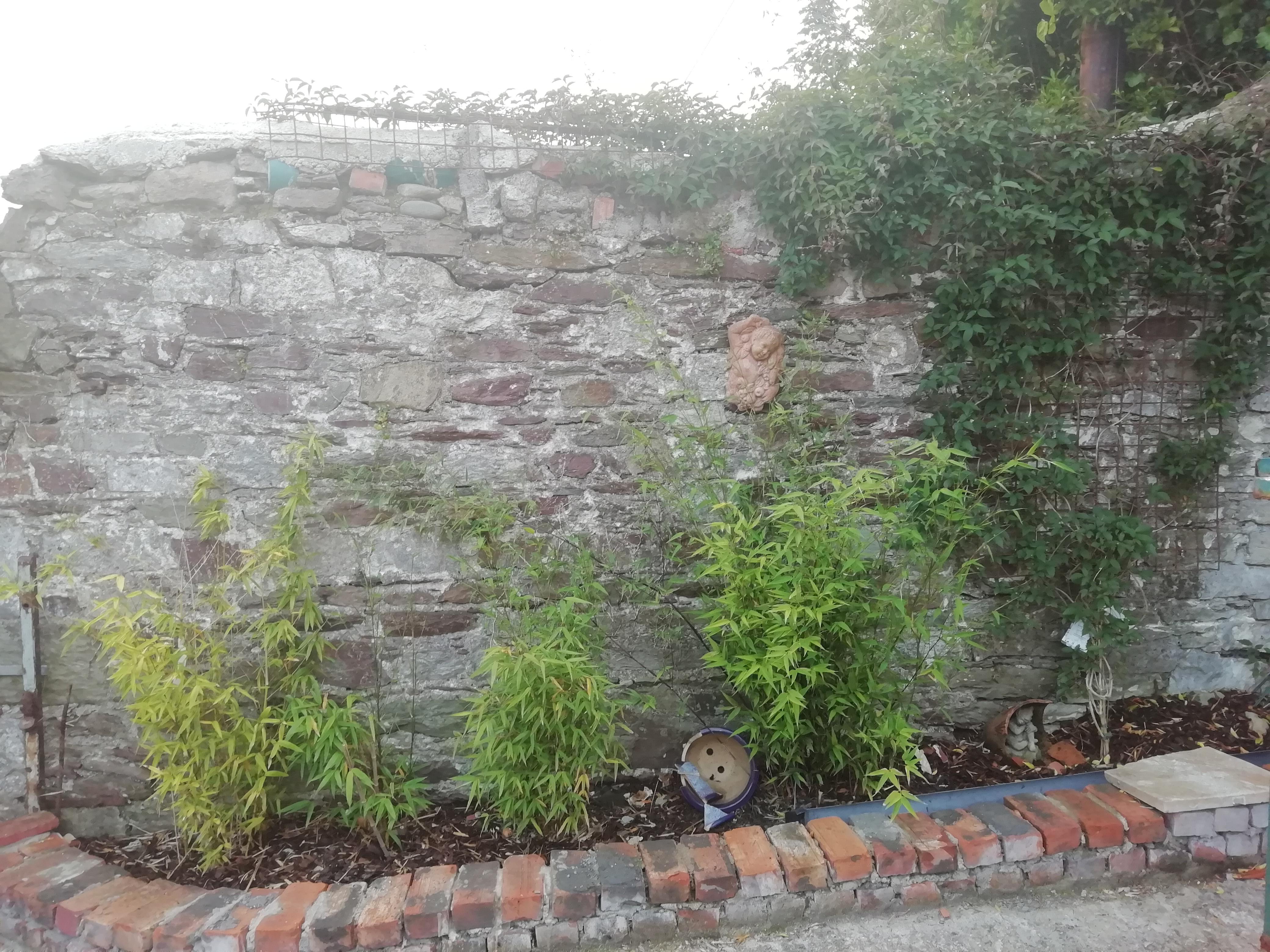 What can I plant in with this bamboo? I'm in Ireland/Zone 9 (I think). Any suggestions? r/plants