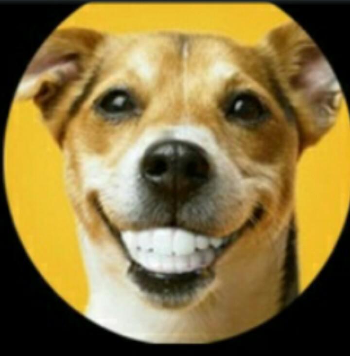 They added human teeth to dogs. r/CrappyDesign