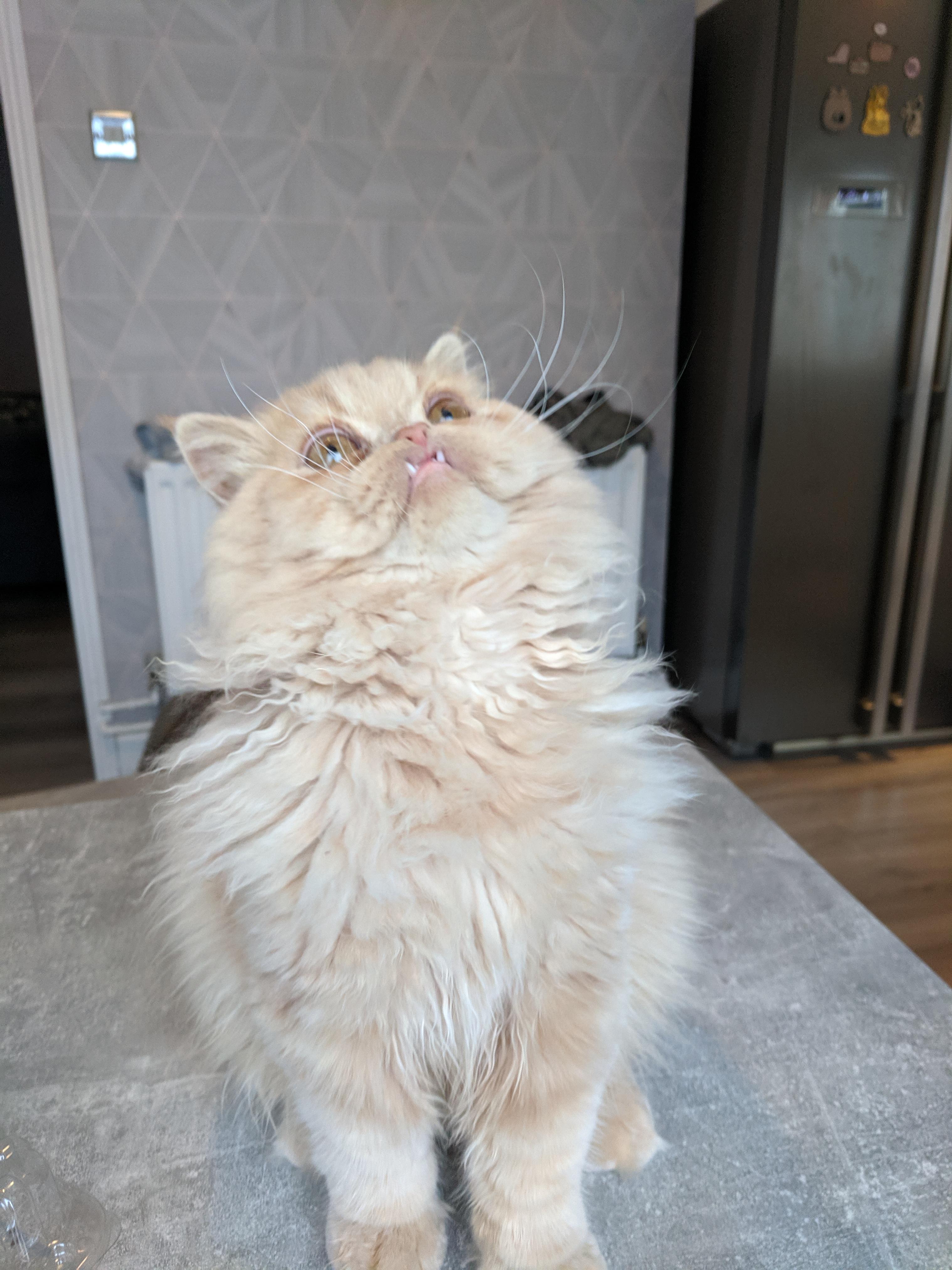 My cats teeth are growing a bit quicker than the rest of his face, the