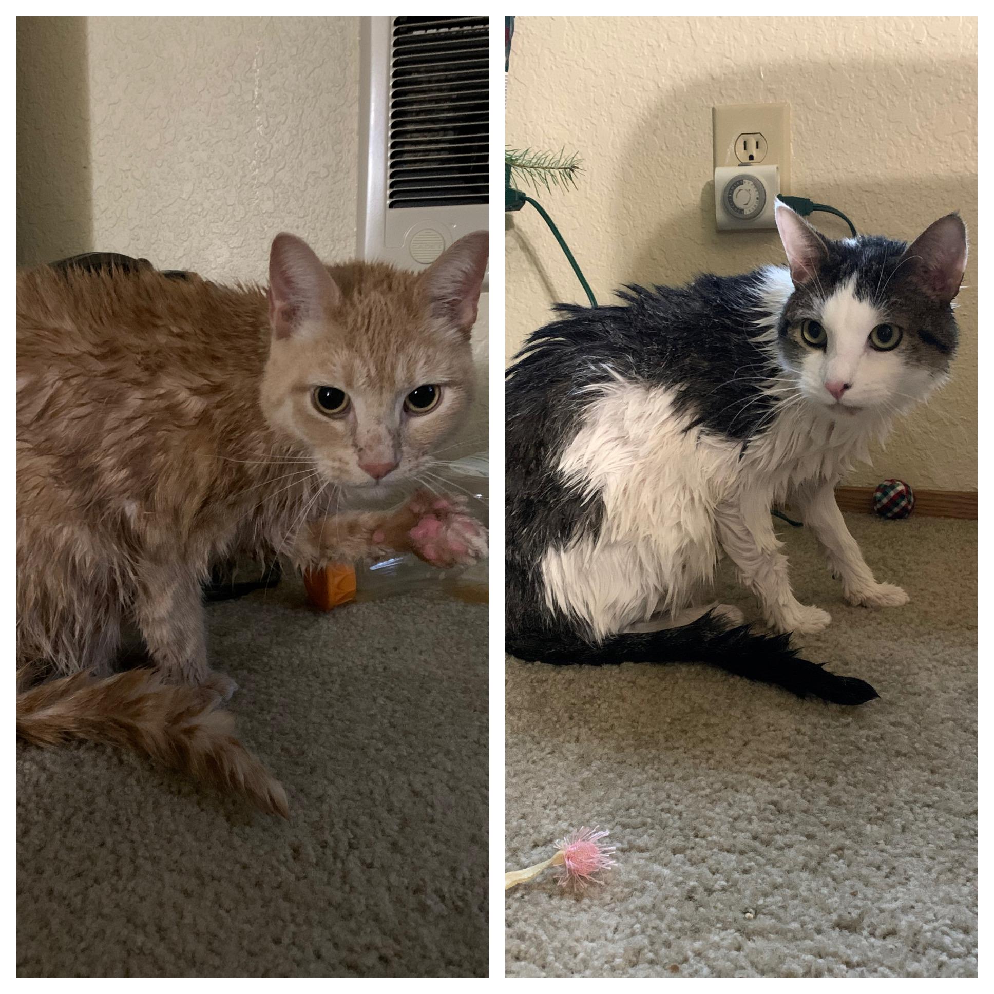 Rainy days make for good flea bath days. Ryan 2 Cats 0 r/cats
