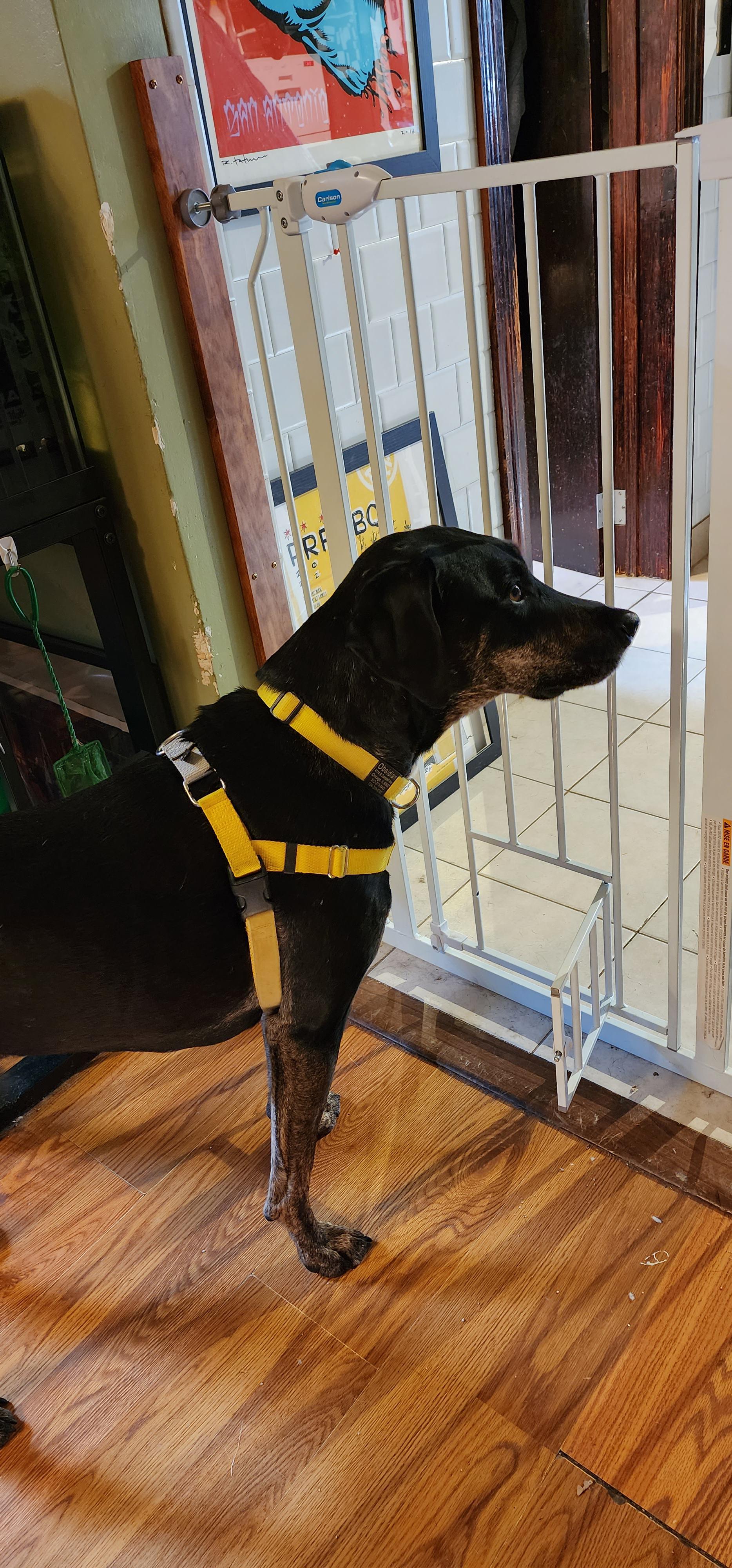 Does this harness look like it fits my dog okay? r/DogAdvice