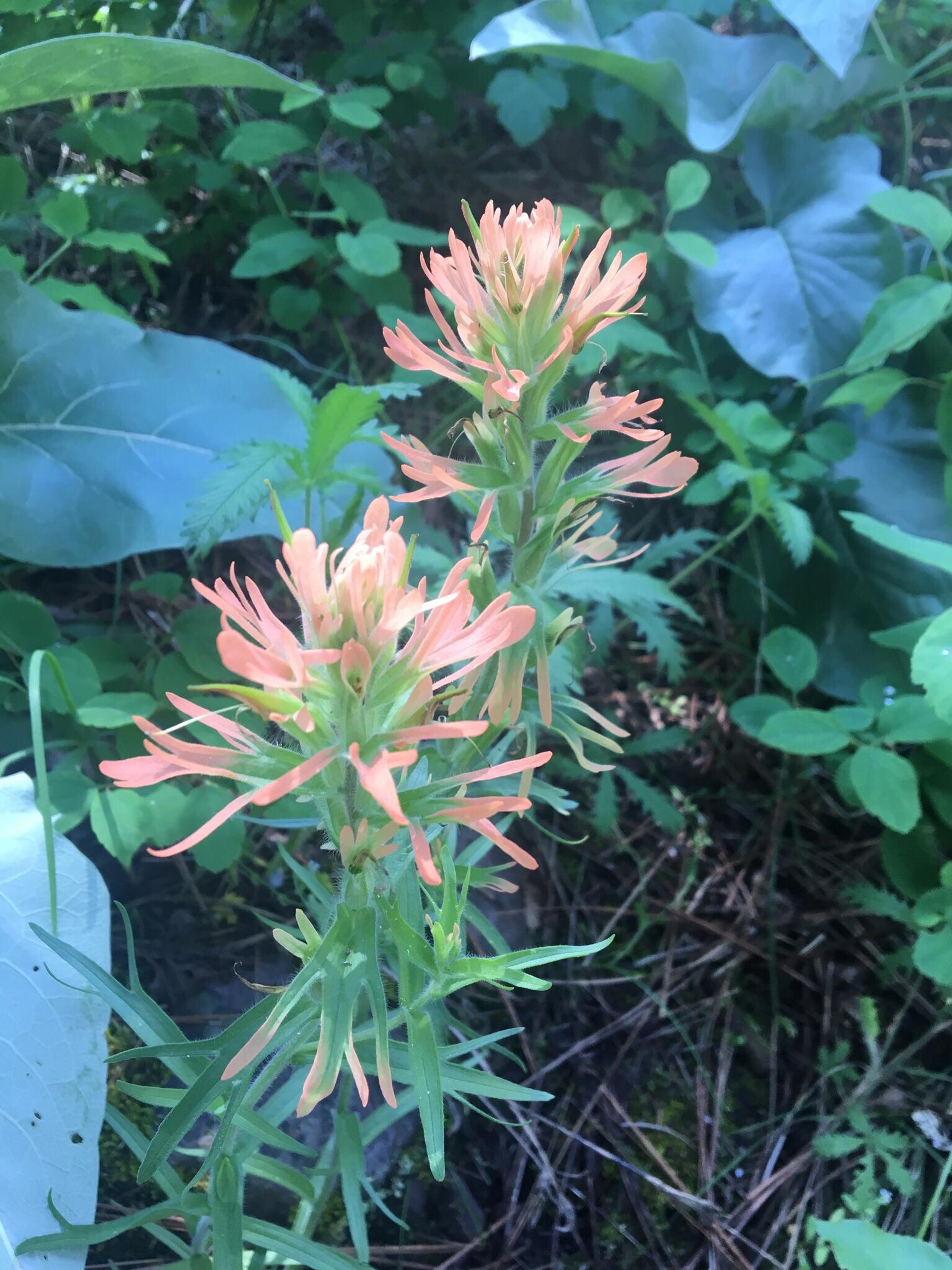 Castilleja/ Indian Paintbrush / PrairieFire r/Wildflowers