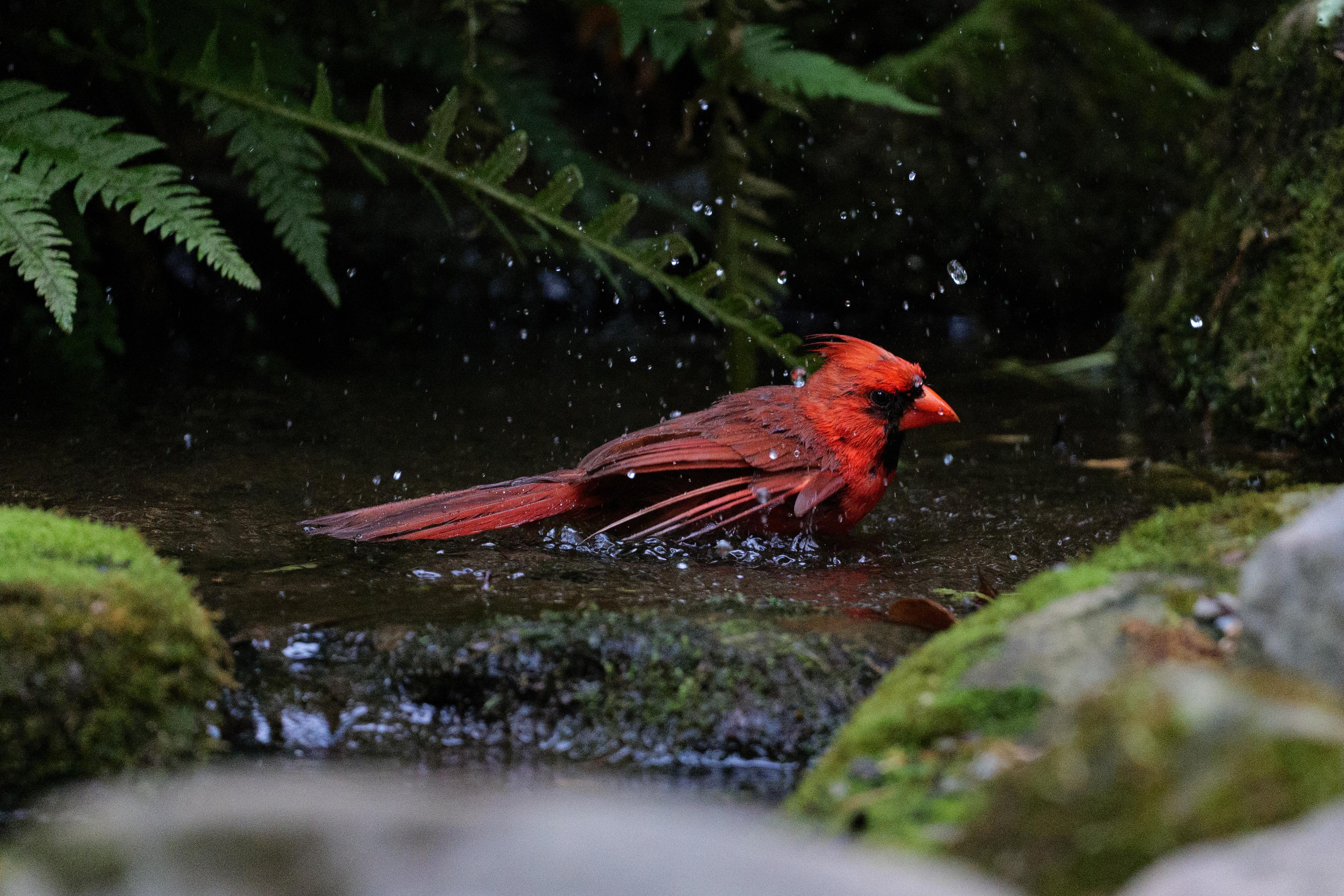 Caught a cardinal taking a bath! r/pics