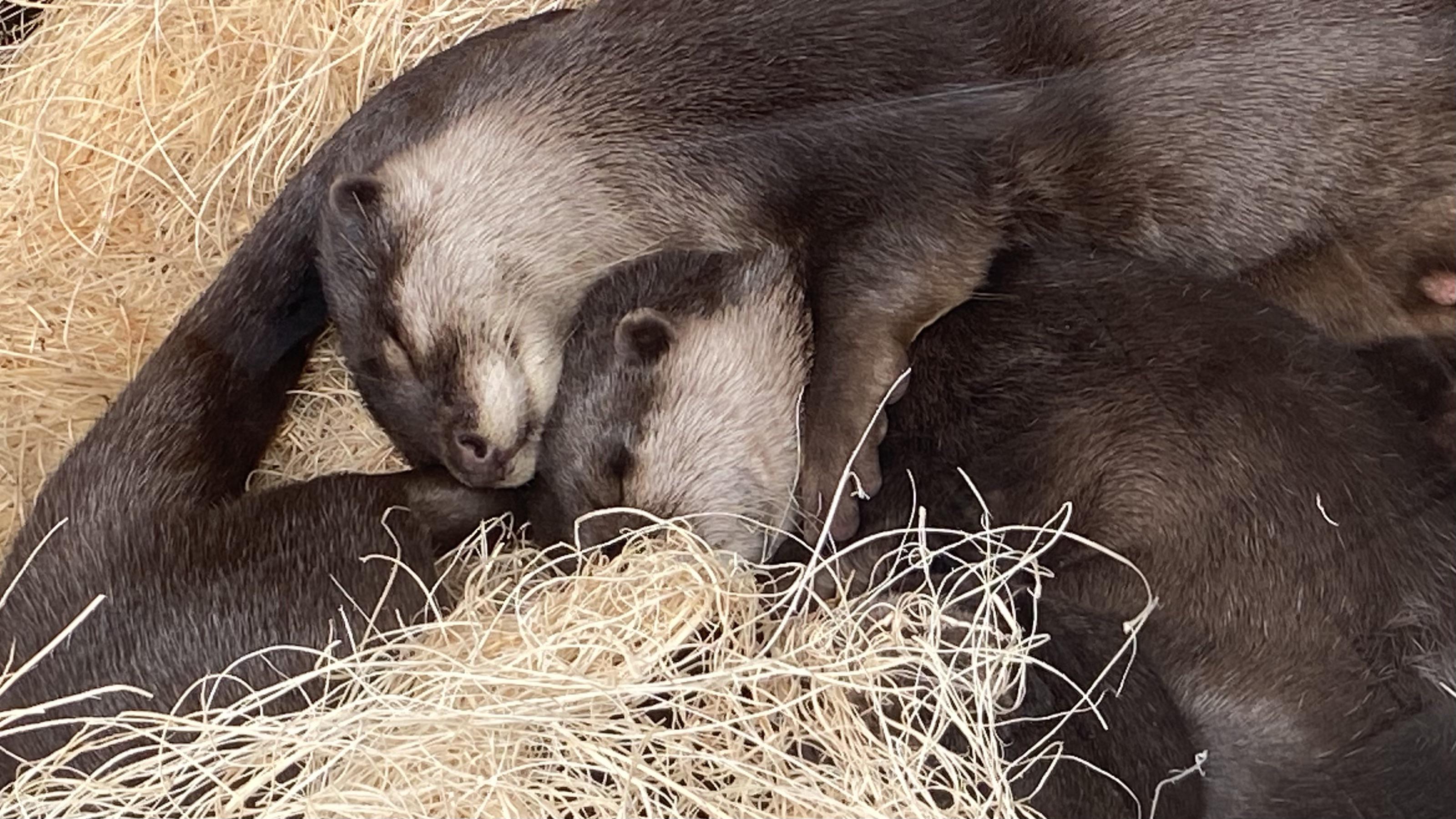 Cuddling Otters at the NC Aquarium in Fort Fisher. r/NorthCarolina