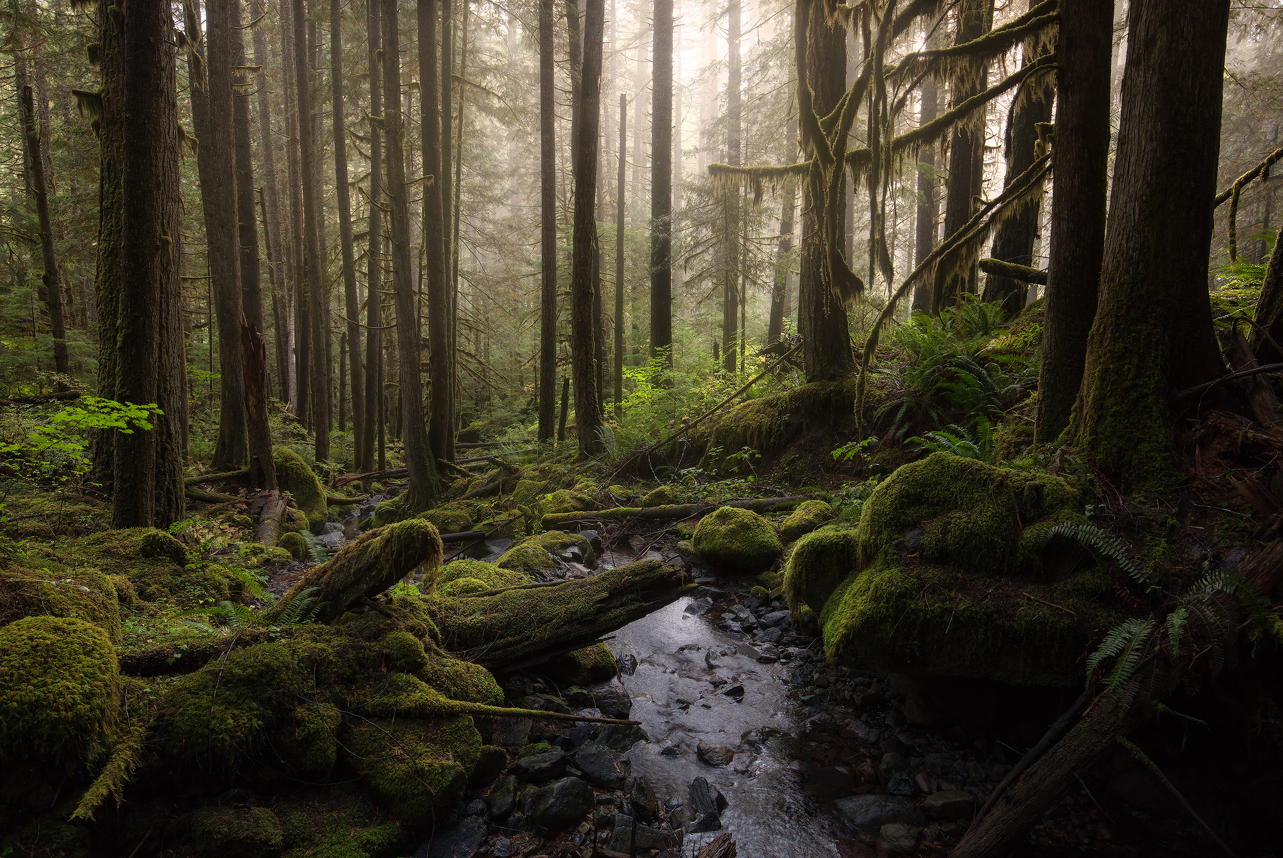 A damp and misty afternoon in Mount BakerSnoqualmie National Forest