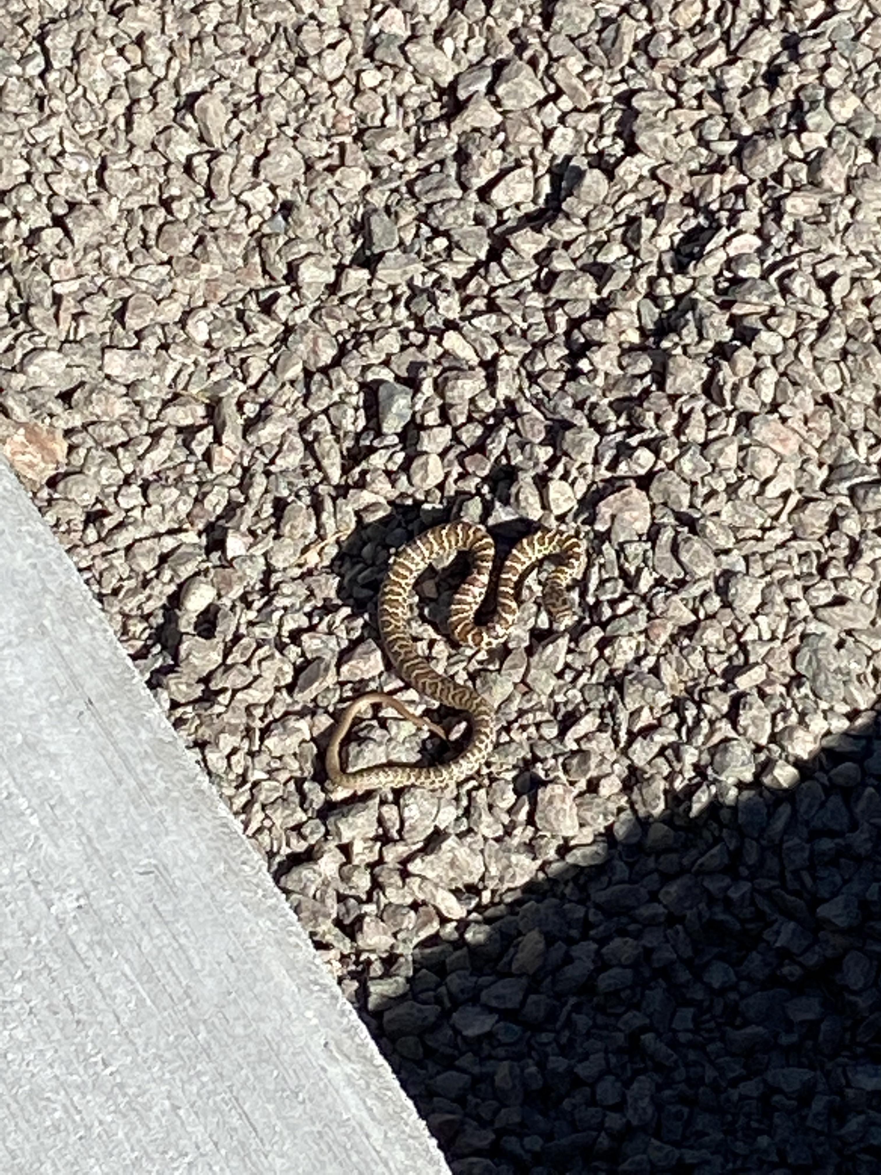 What kind of snake is this? Found in my backyard. I live in central Colorado by a field backed