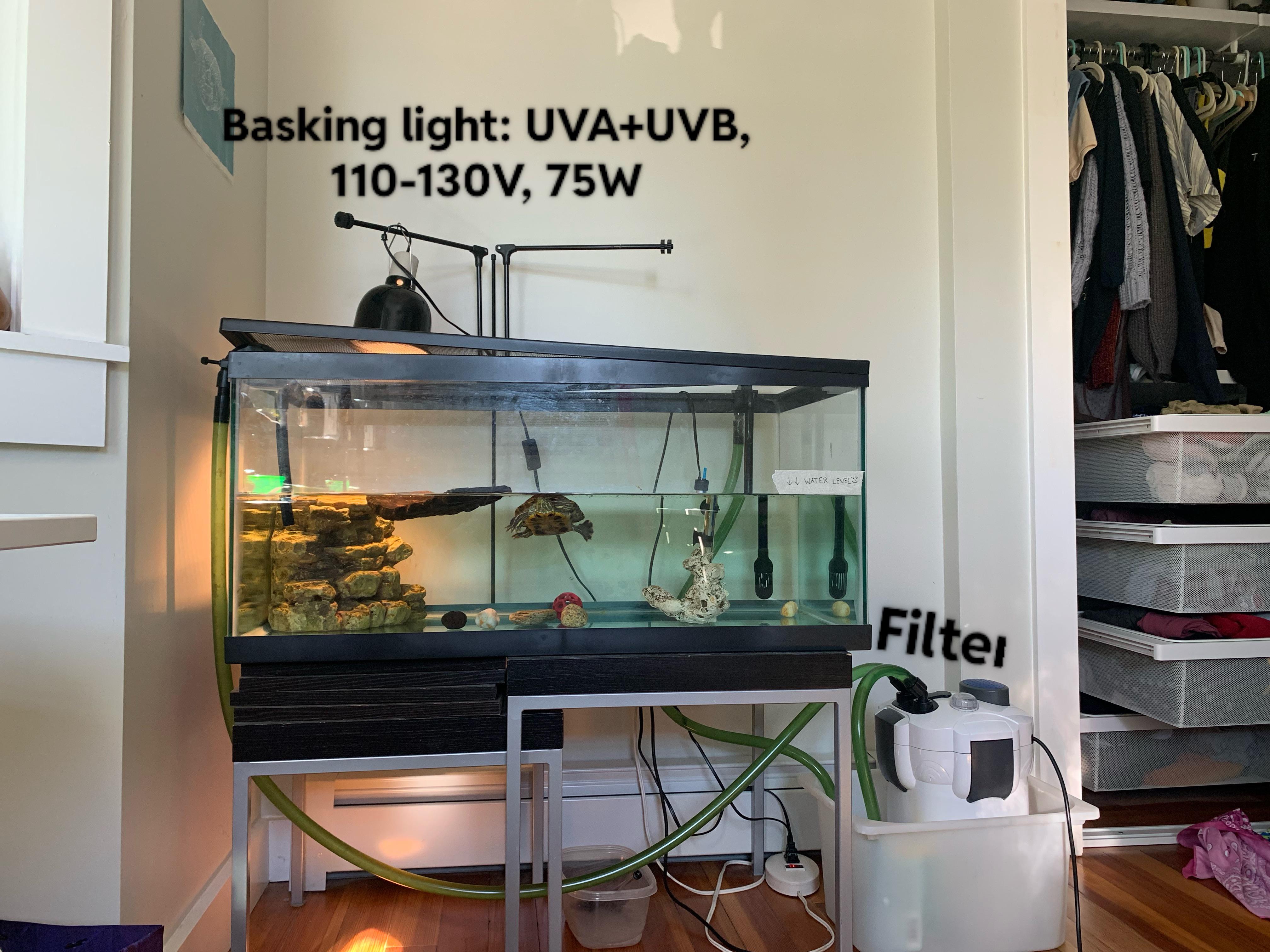 Tank set up (advice for a better set up? Currently buying a bigger tank