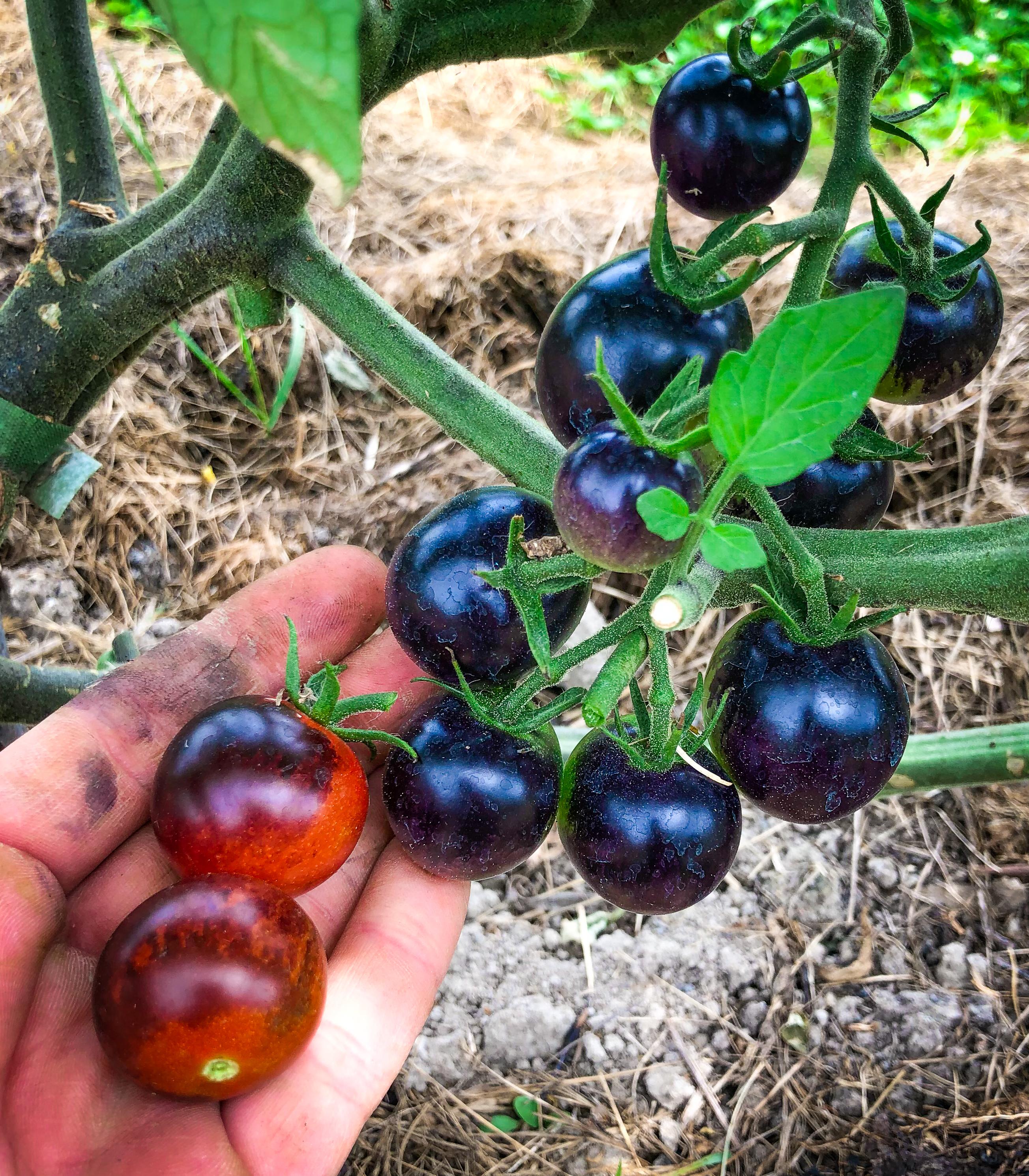 And the first tomato variety to ripen in the 2021 garden is....drum