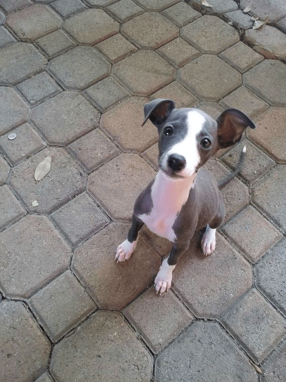 Reddit, for my inaugural post I introduce you my new puppy, Karma, the