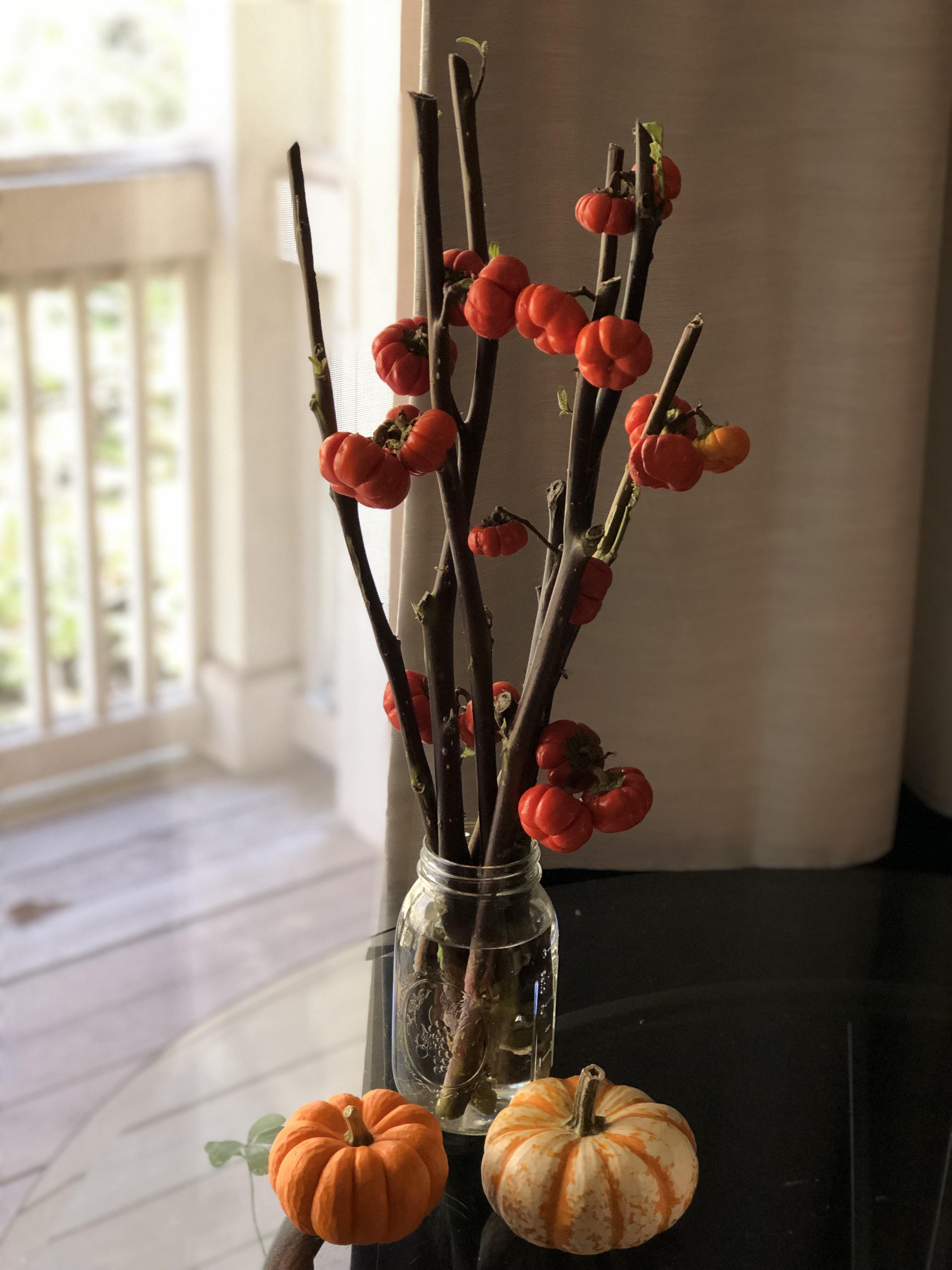 Mini. Pumpkin. Trees. traderjoes