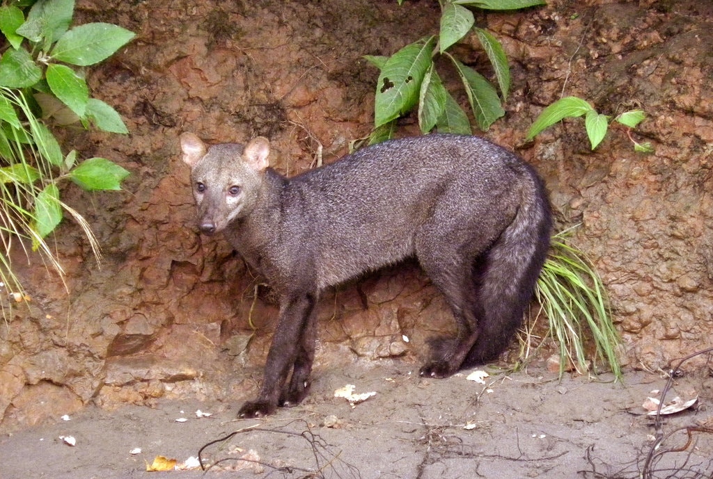 The shorteared dog (Atelocynus microtis) is a small canid native to the Amazon Rainforest. It