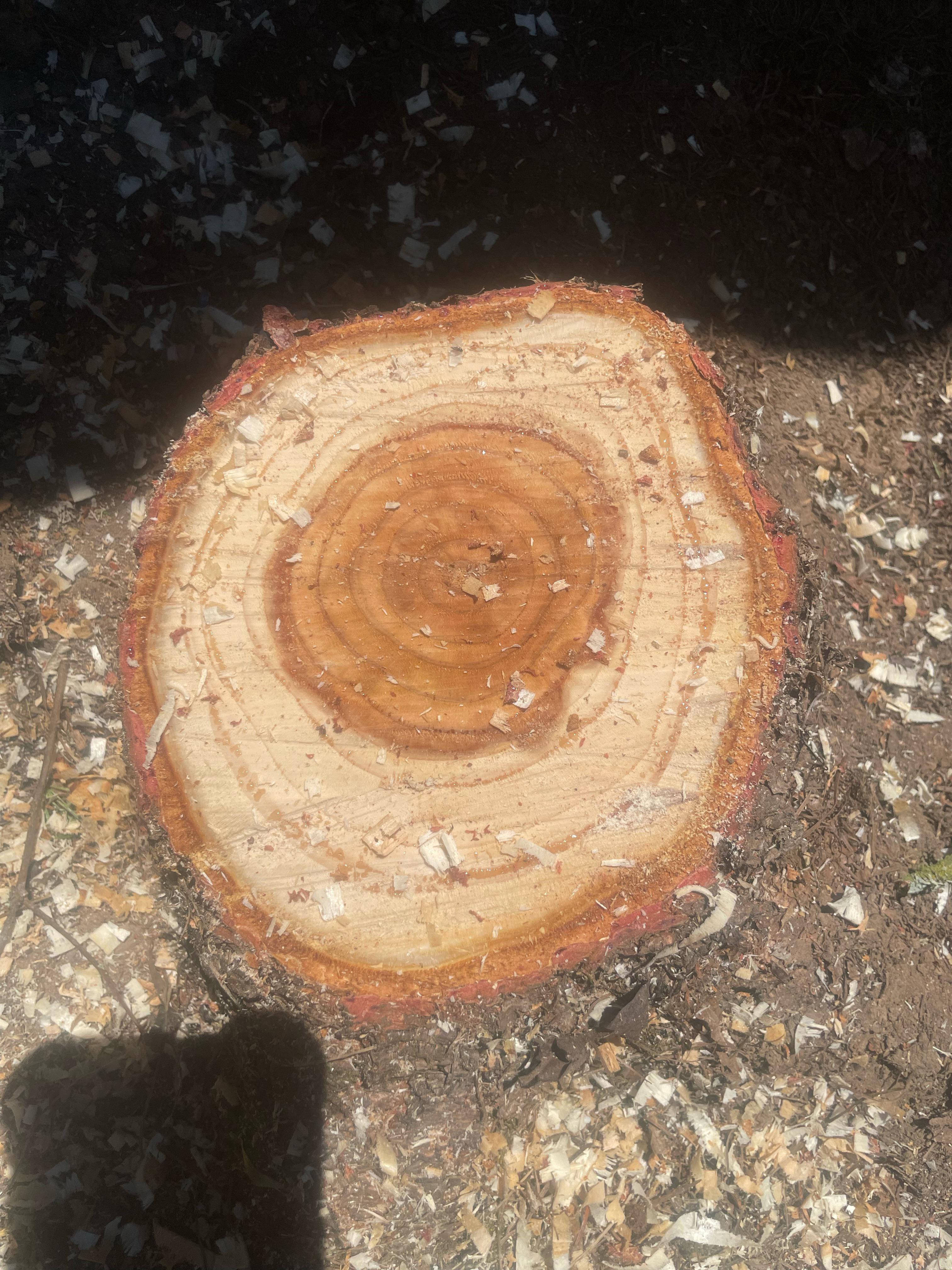 Does Larch make good firewood? Small Larch tree cut down in the