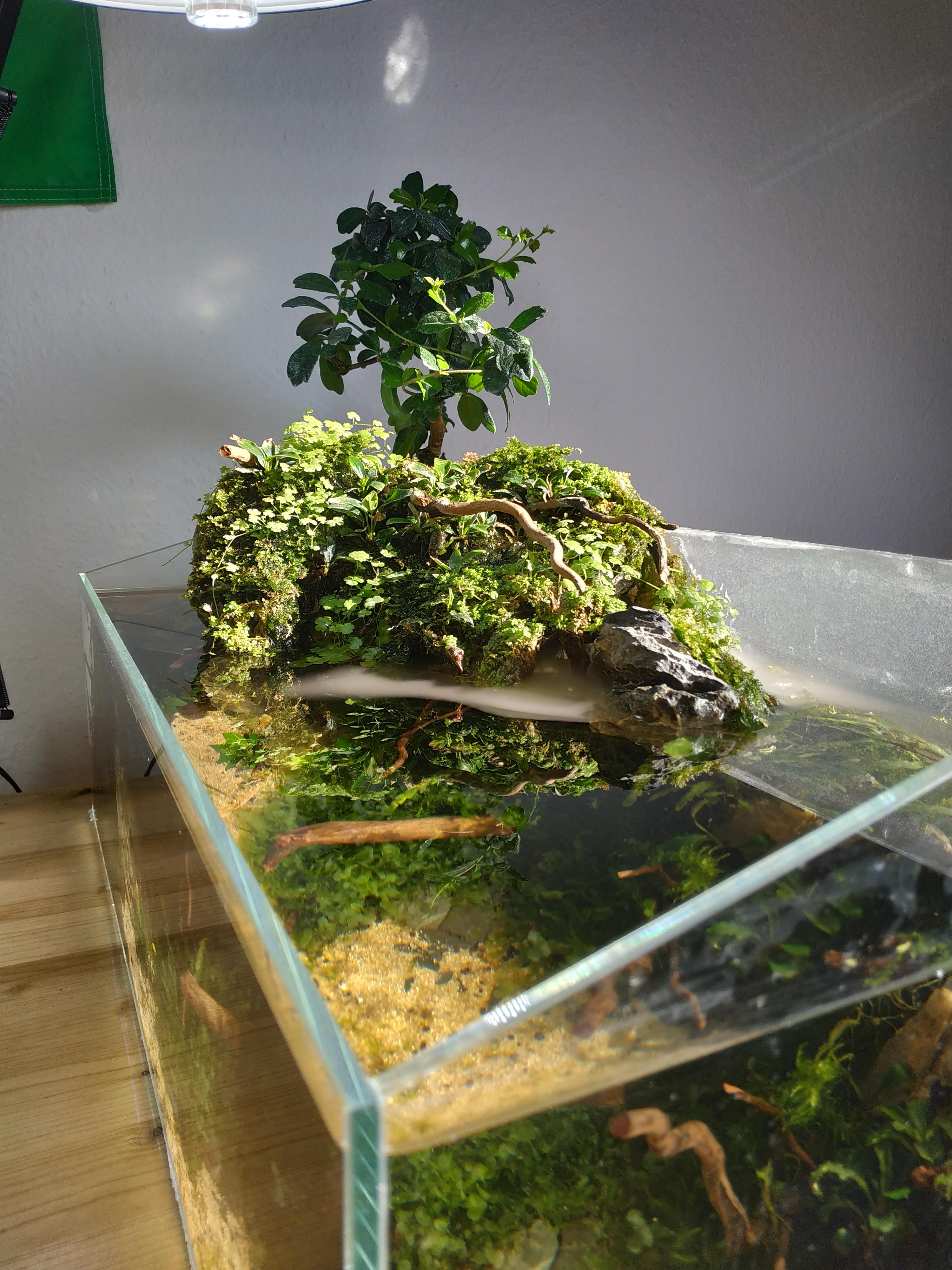 Sunlight is still the best lighting r/Aquariums