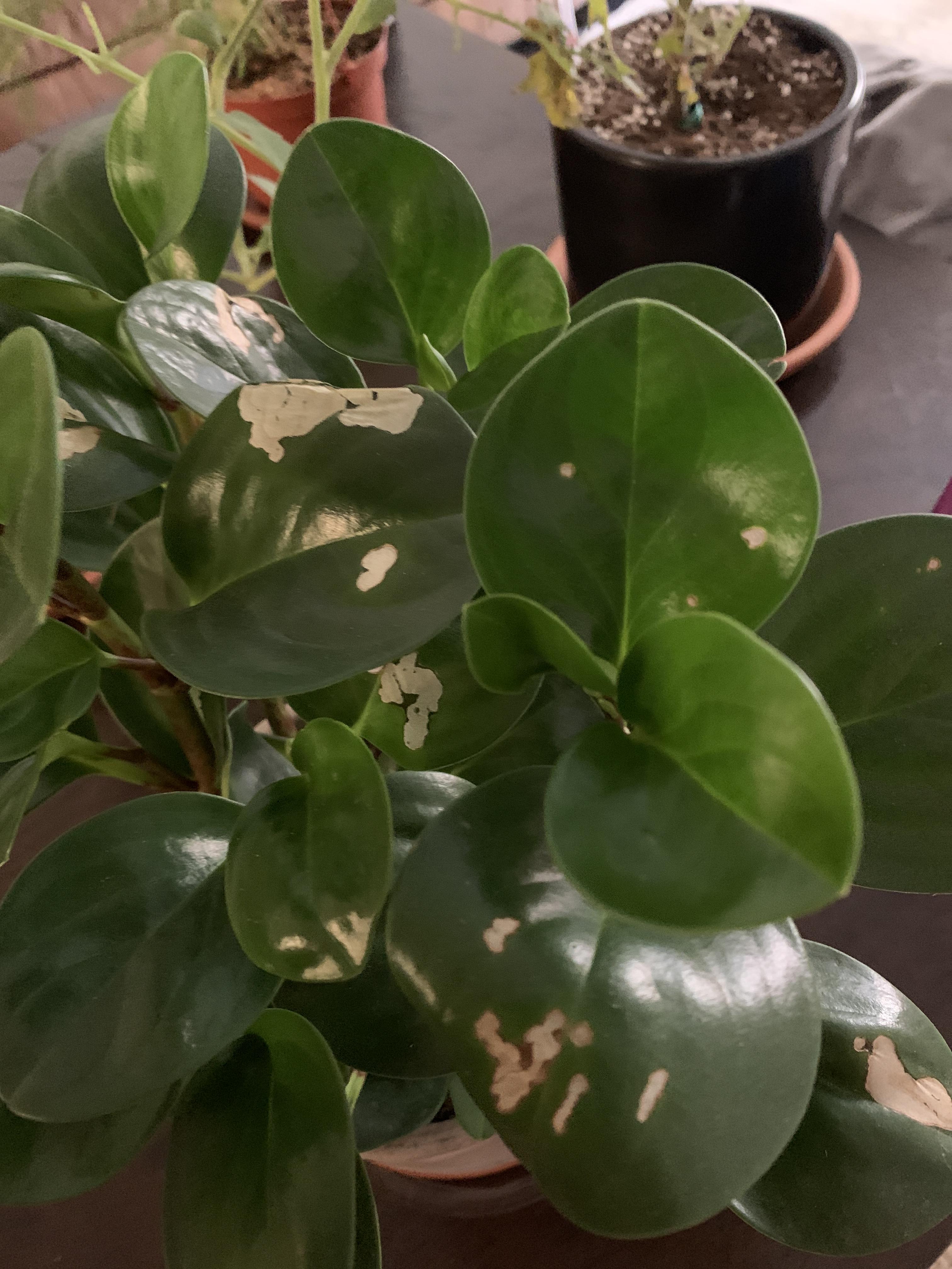 Why are there transparentish spots on my rubber plant’s leaves? r