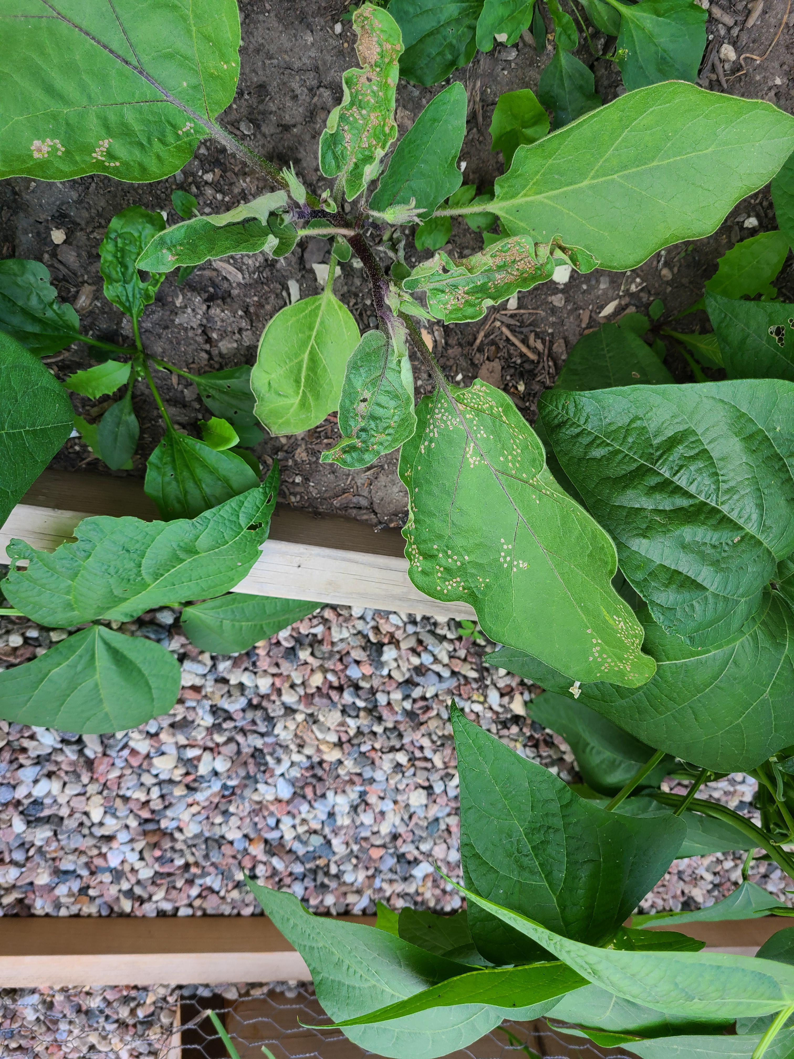 What's eating my eggplant gardening