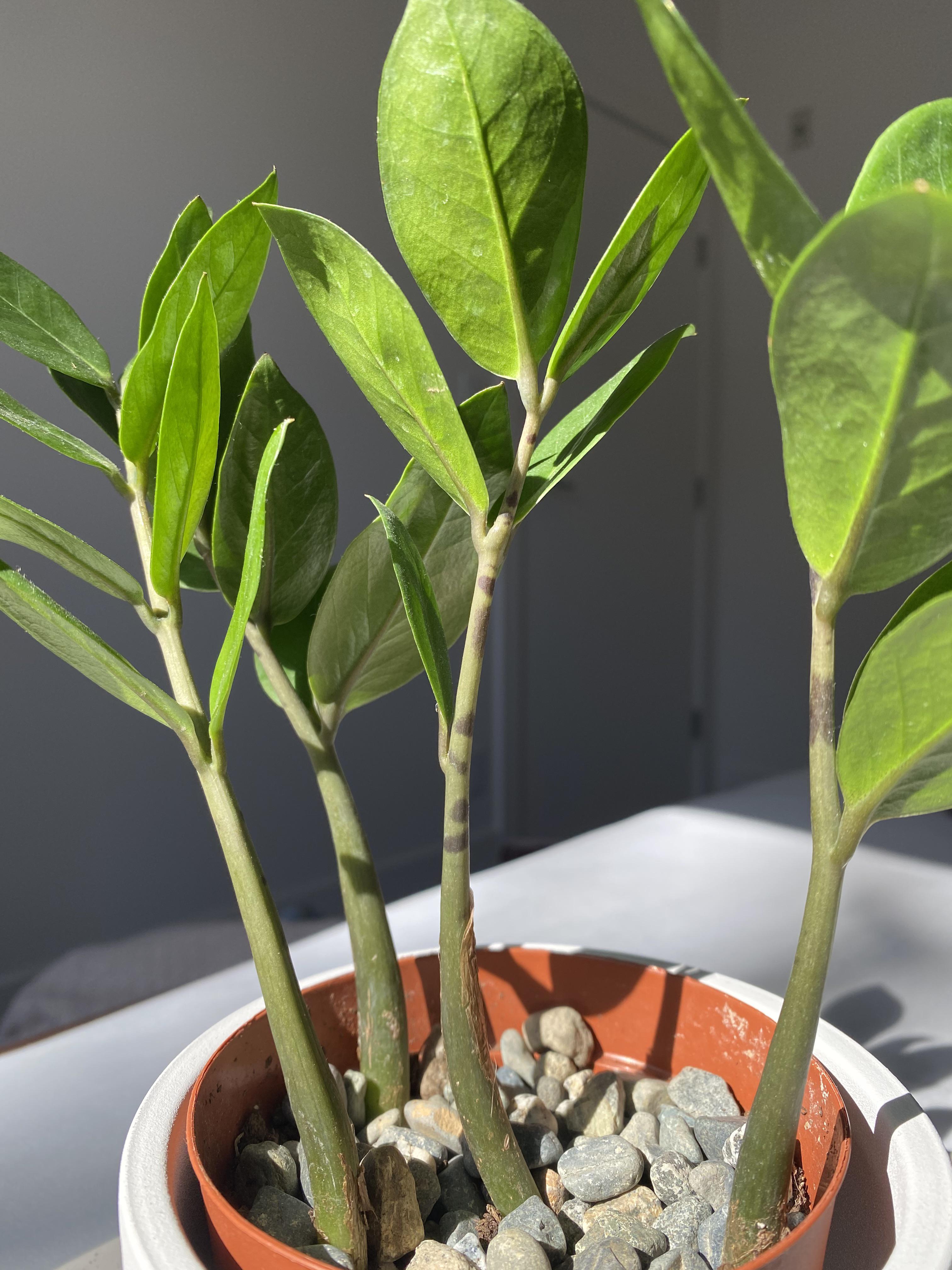 Could anyone tell me why my zz plants both have dark spots on the stem