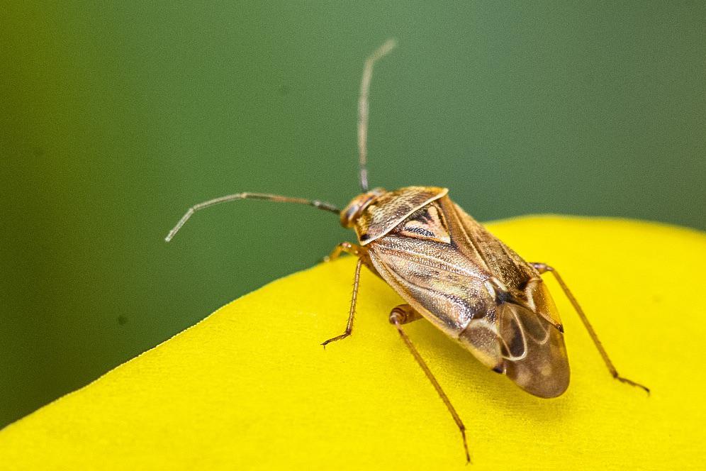 Bug on a daffodil! r/macrophotography