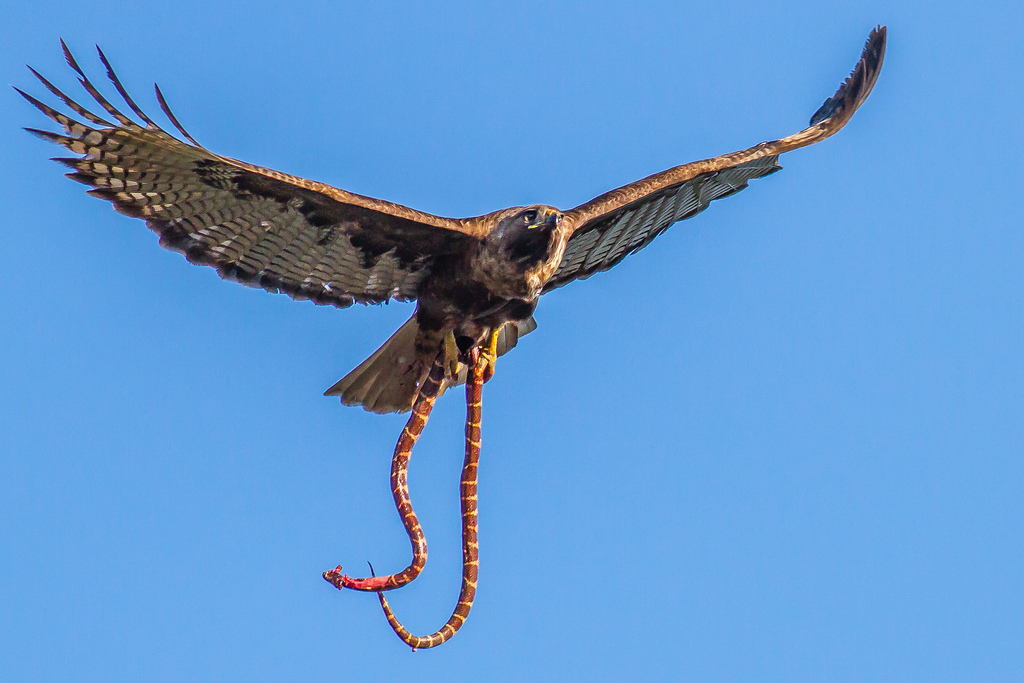 Red Tailed Hawk carrying a King Snake *image credit Carl Woo* r/BIF