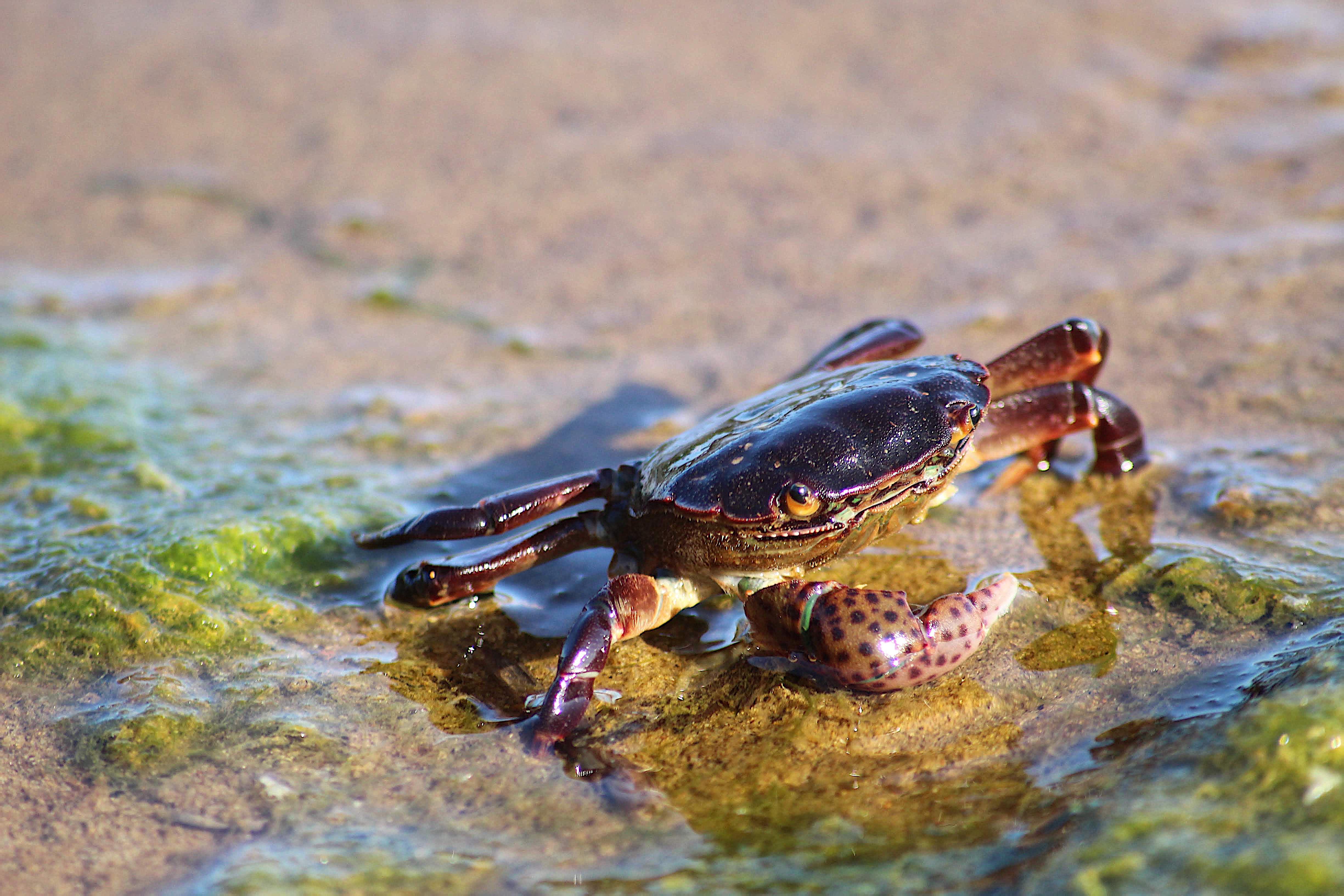 Crab on the beaches of Oregon r/pics