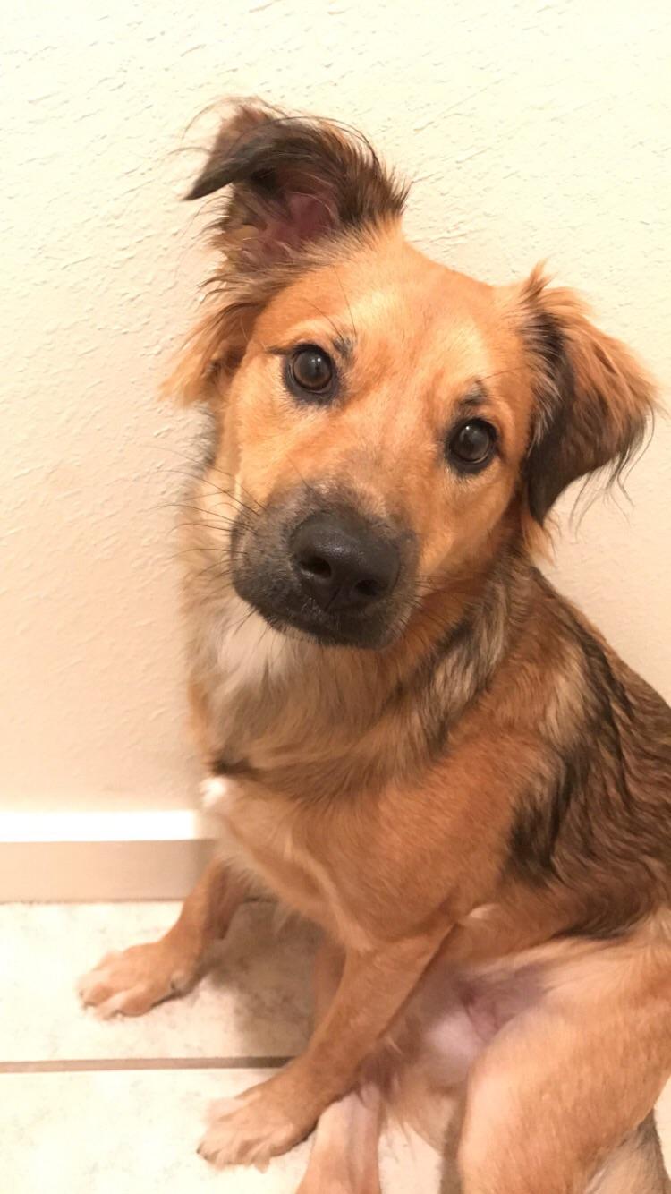 Just found out my baby is 1/2 German Shepherd, 1/4 Bernese