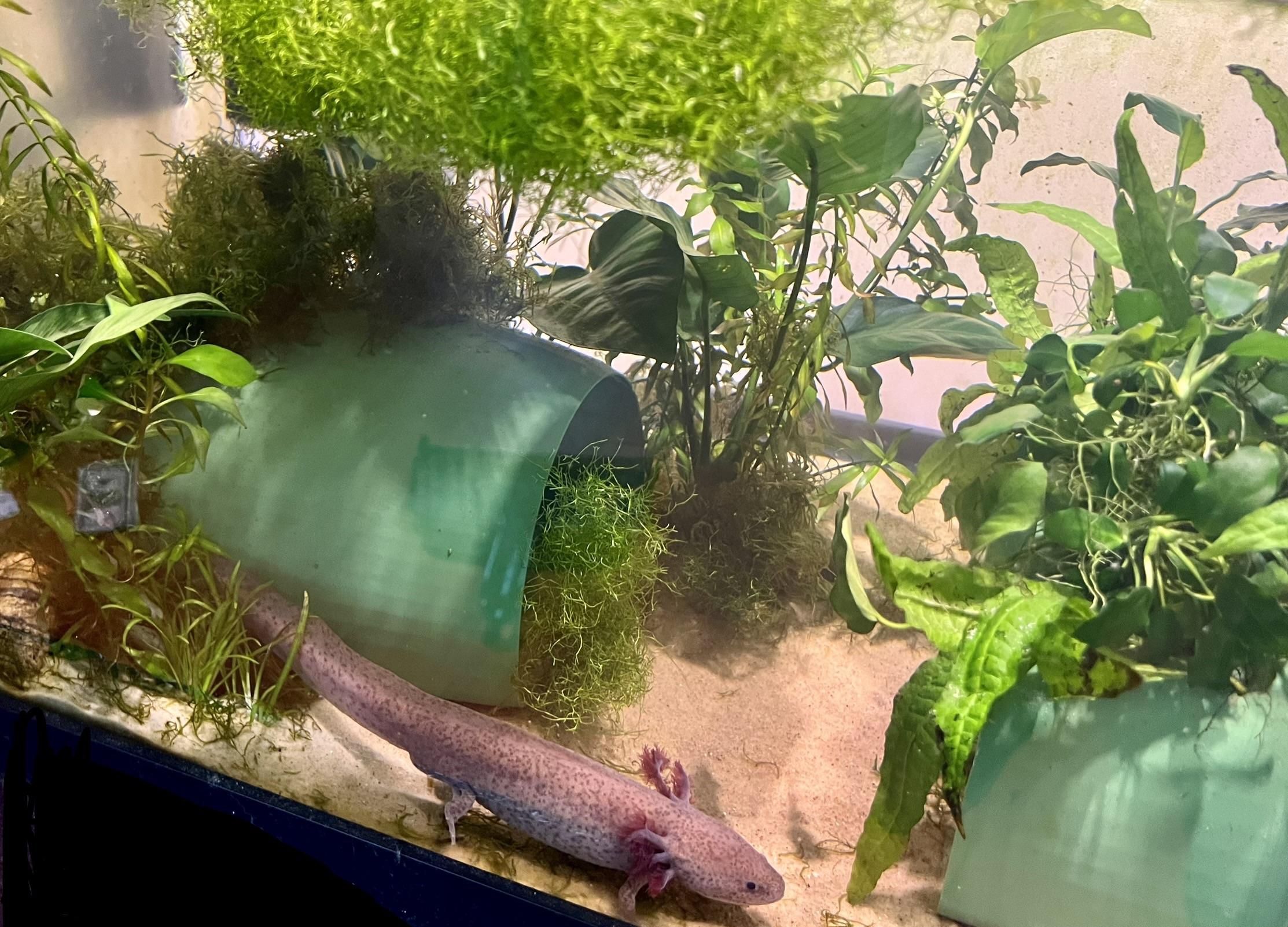 Your axolotl wants a wad of moss for Christmas r/axolotls