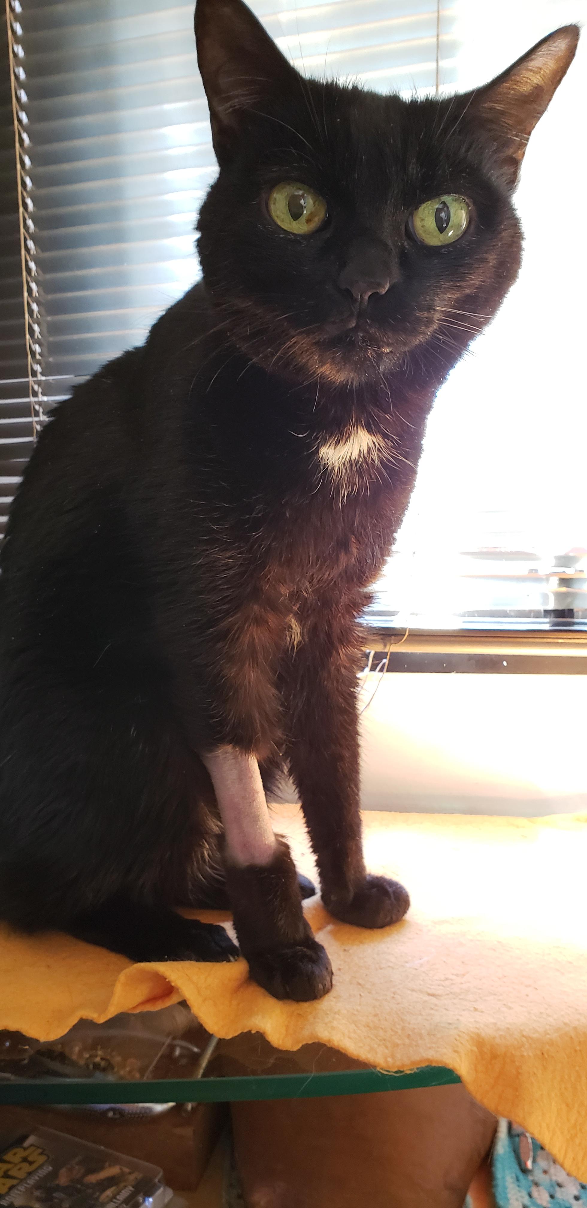 My 14 years old cat, home after 2 days at the vet r/blackcats