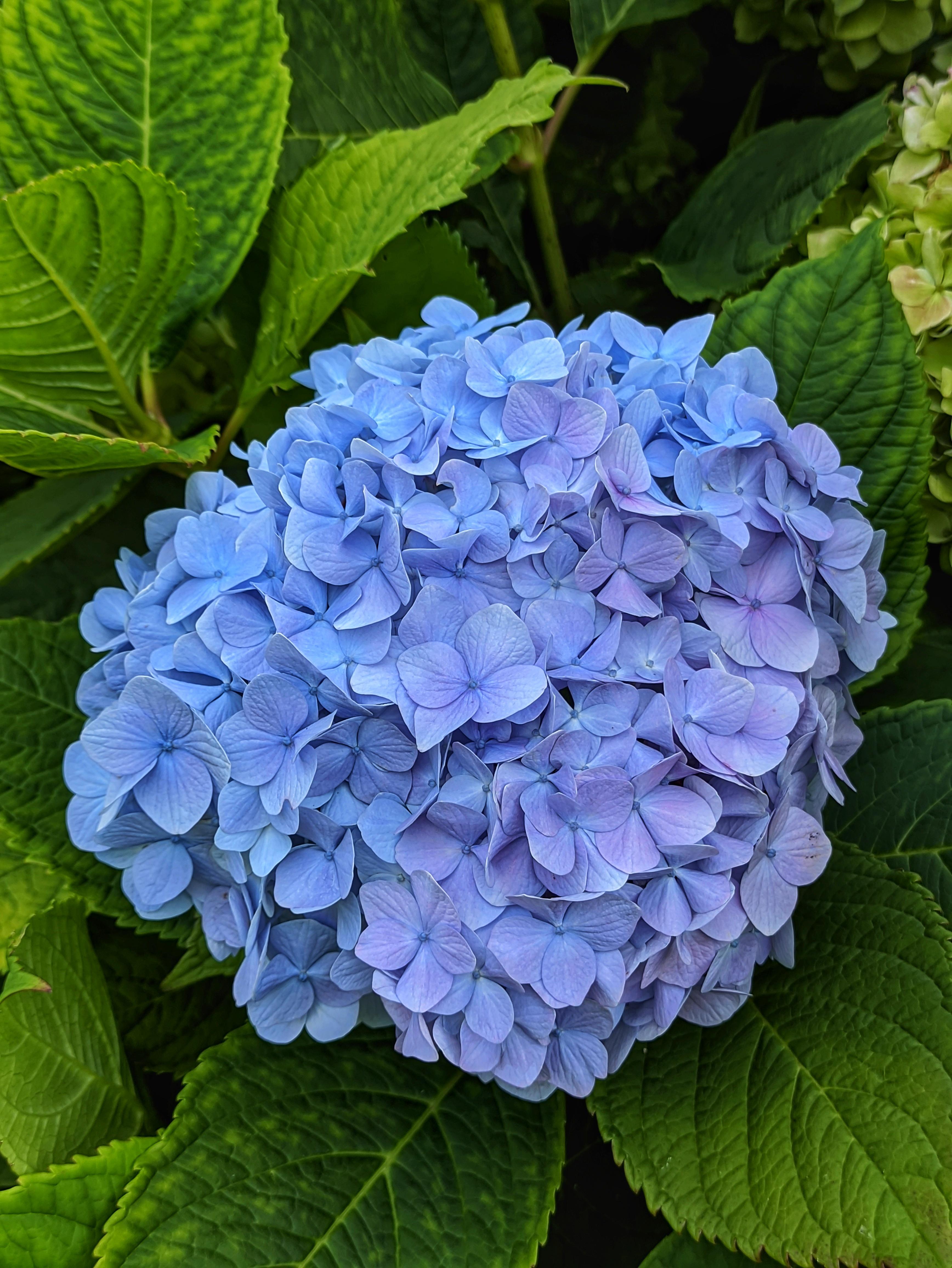 💙=>💜 r/flowers