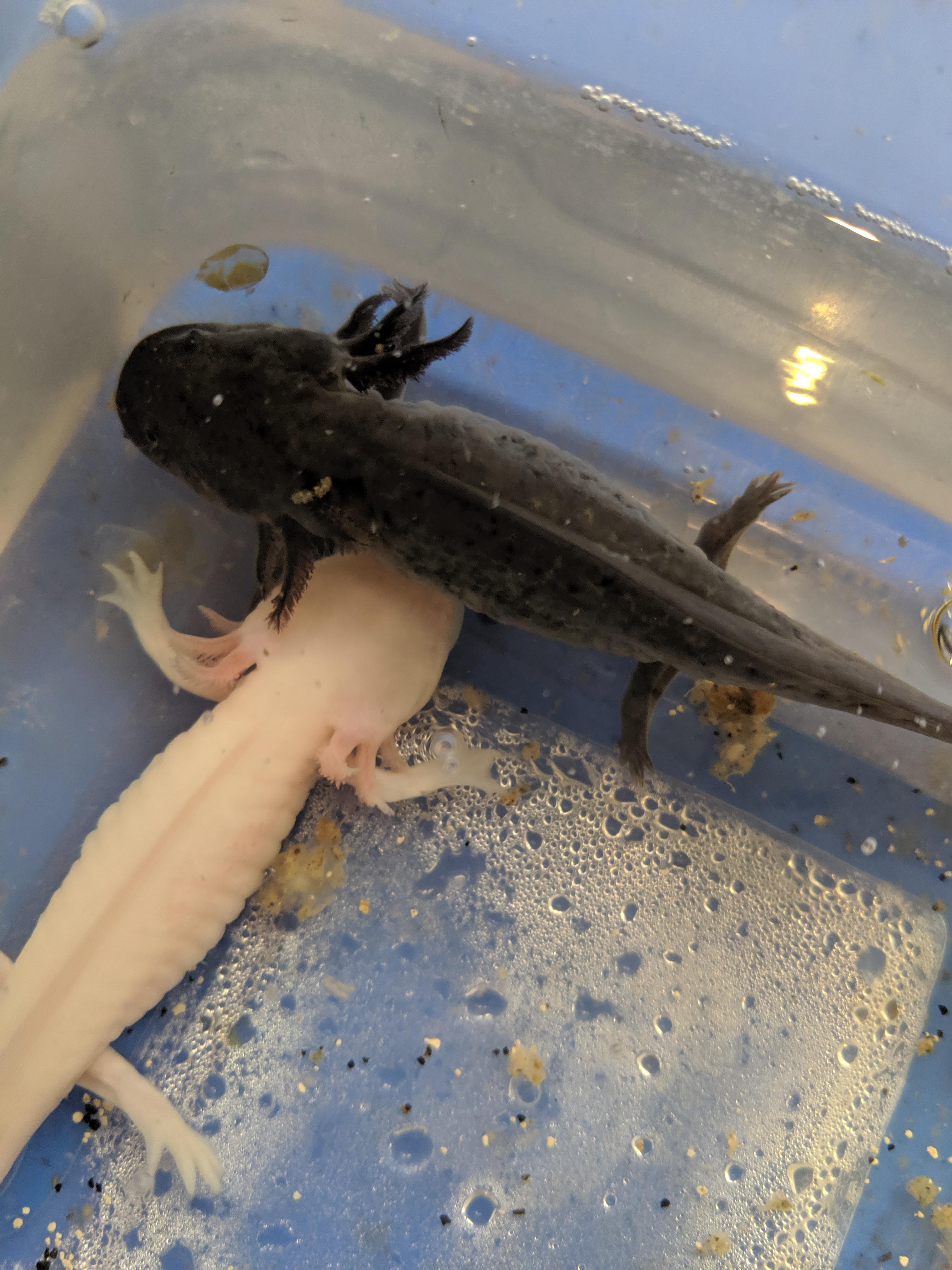 The last few Axolotls for sale r/axolotls