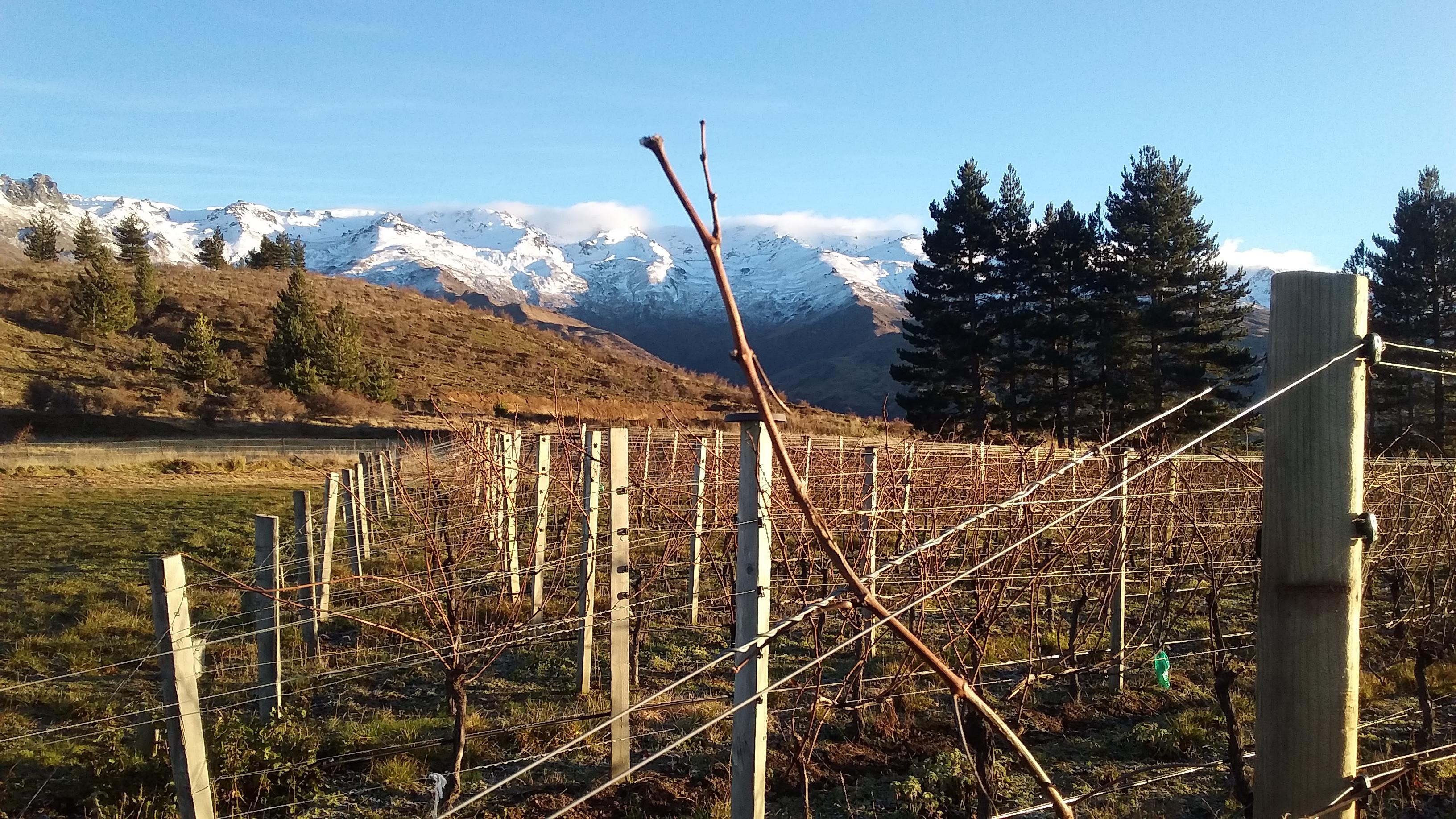 My view at work. Central otago, new zealand. r/viticulture