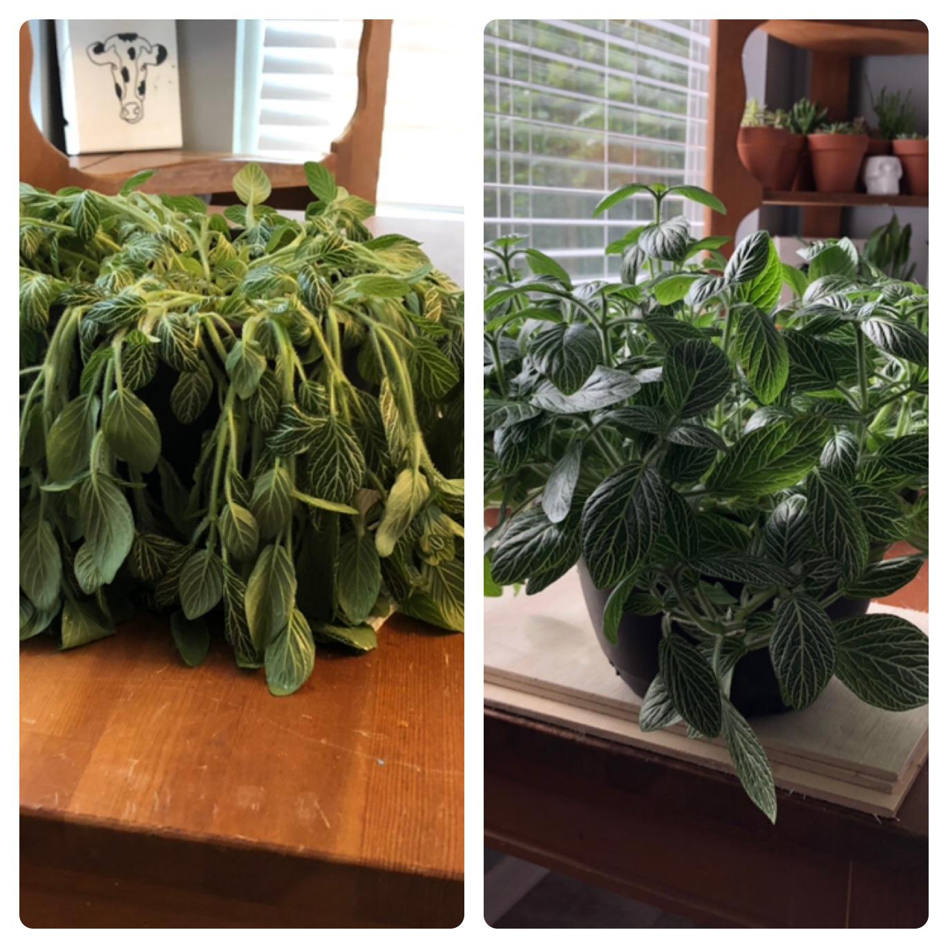 Before and after watering. This is my new favorite plant now. r