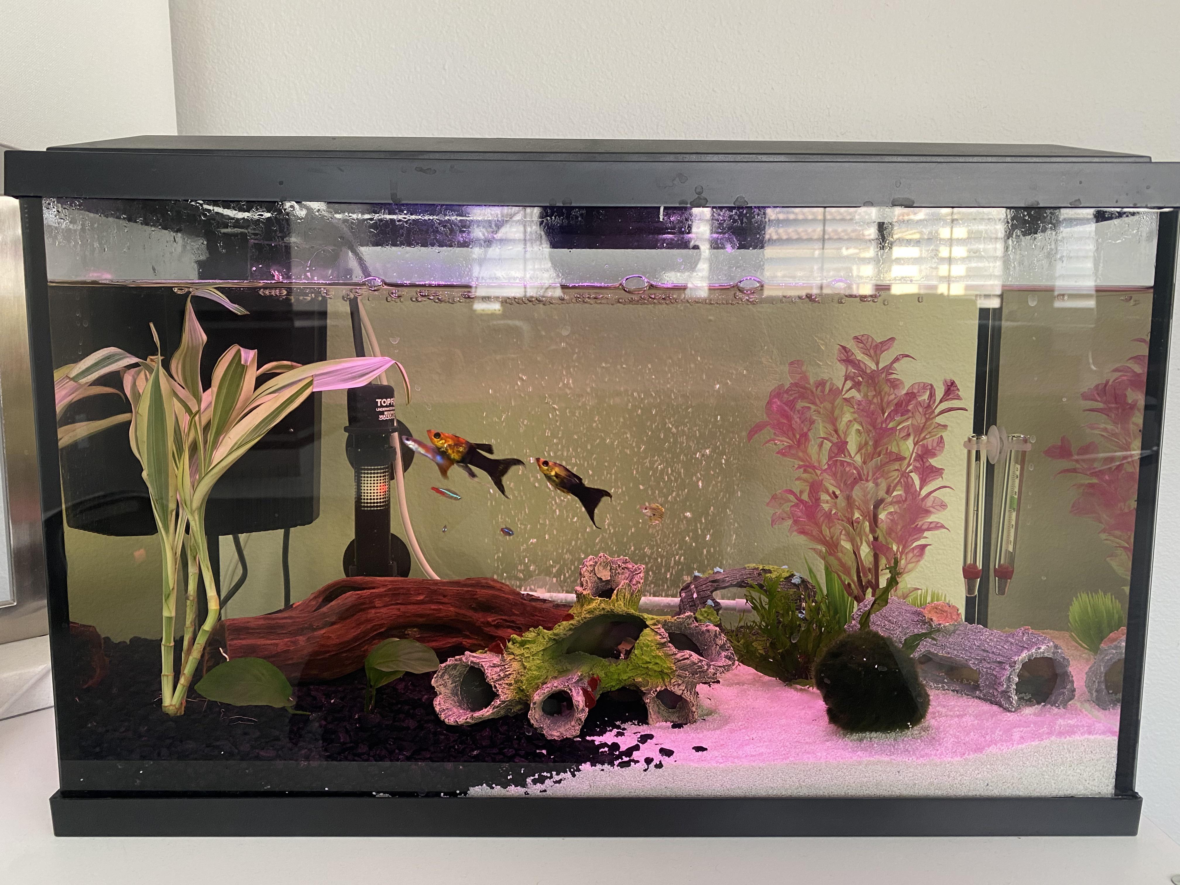 Does anyone know why my aquarium water has a green tint? I’ve been