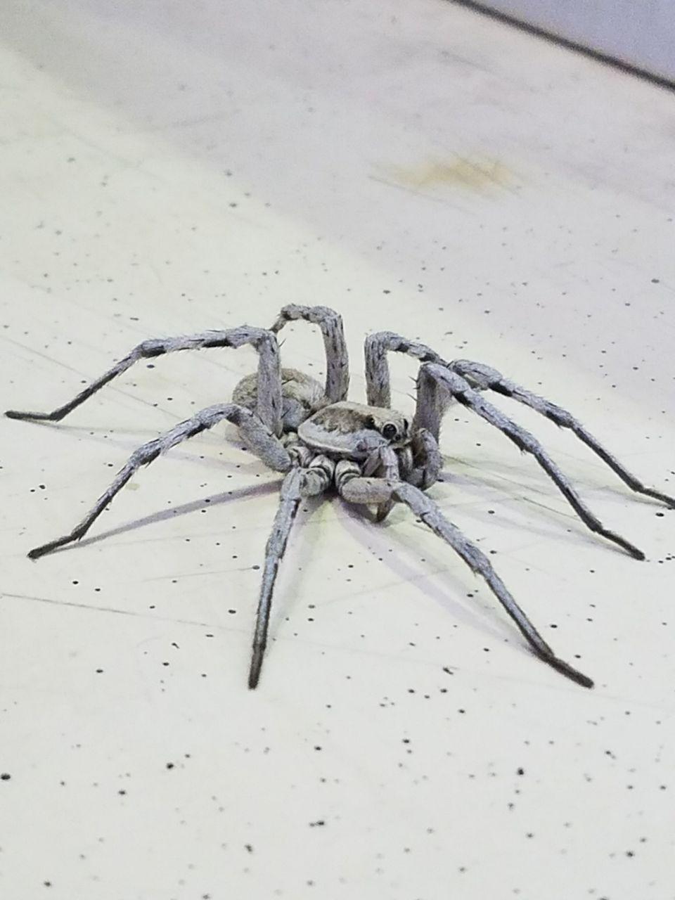 Please ID this spider? Found in Kuwait 9AM, hiding under a toolbox