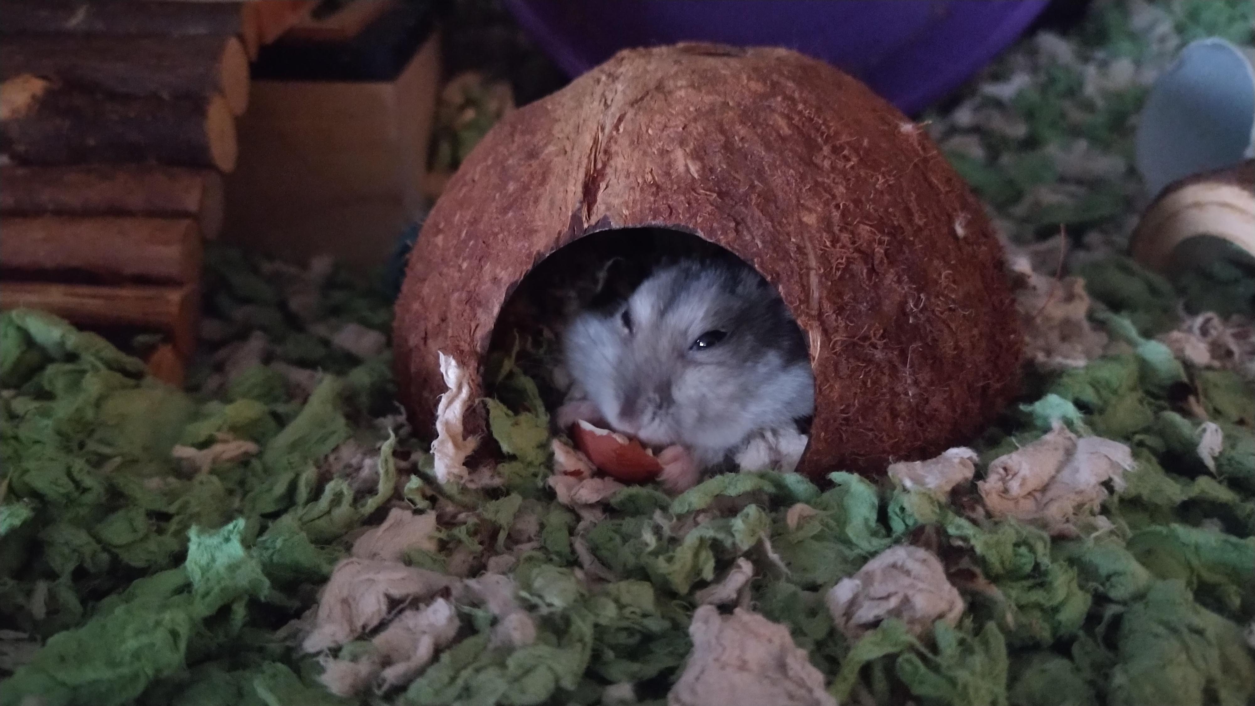 My 2 year old dwarf Kiwi 🥰 r/hamsters